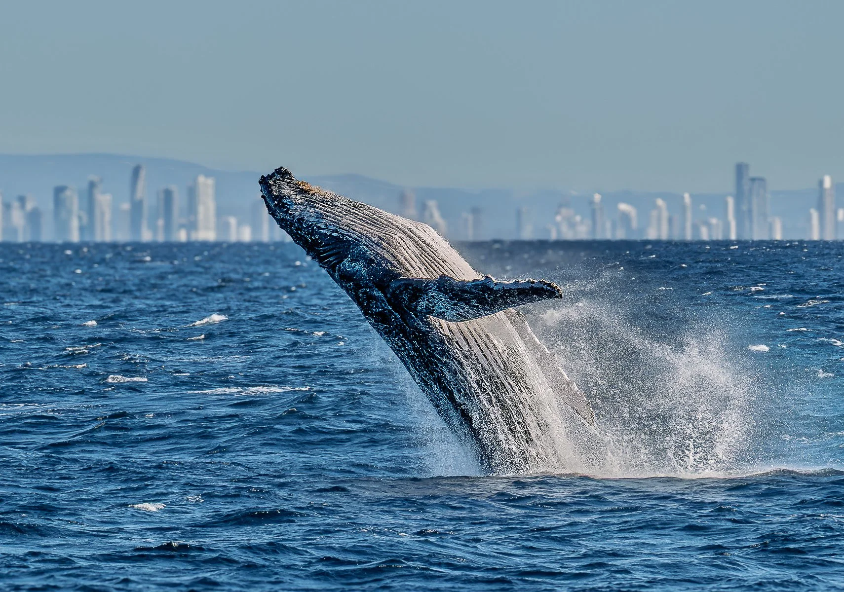 Merit - 7---Bill-Gillespie---Full-stretch.jpg