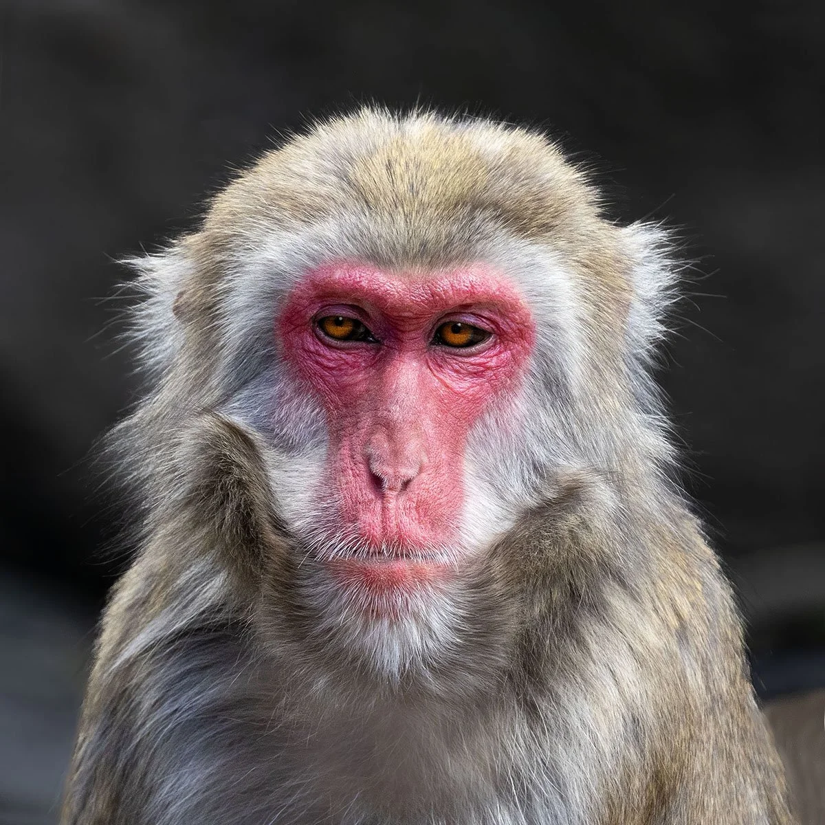 Merit - 8---Dinah-James---I'm-Not-Impressed.jpg