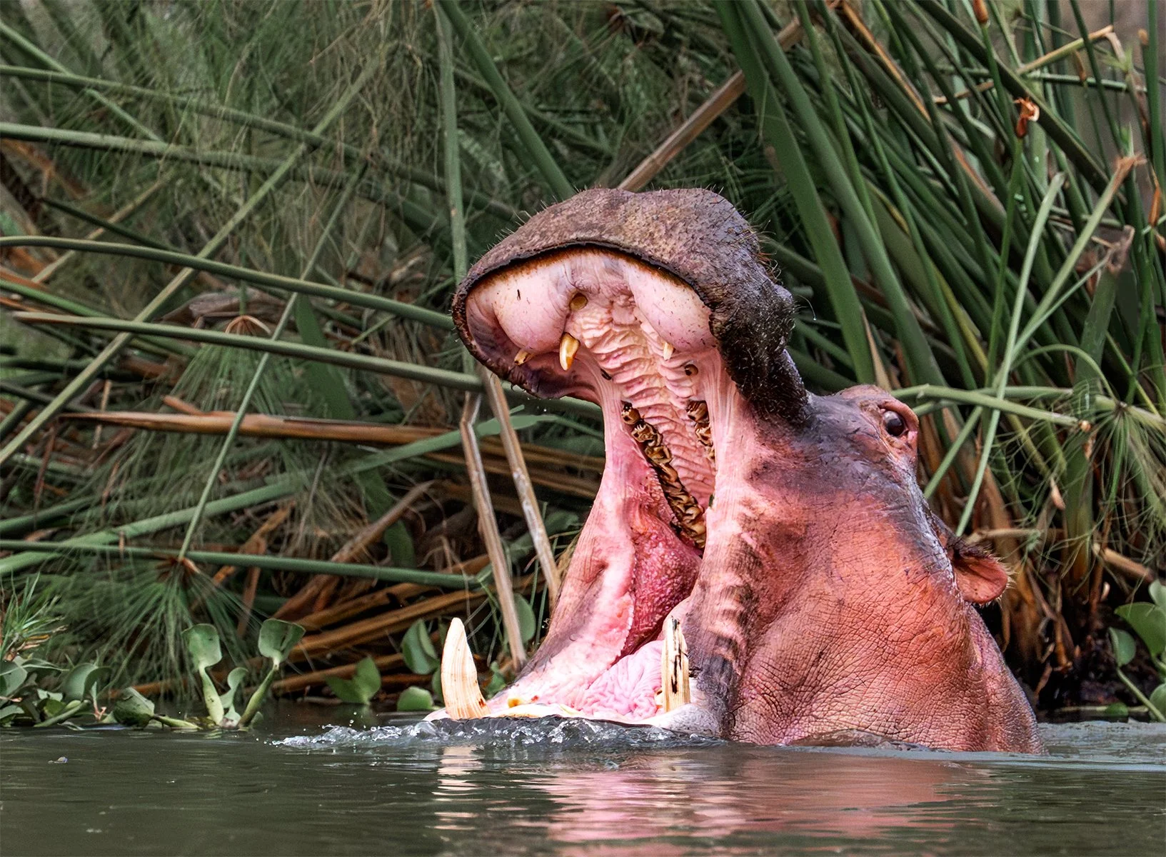 Merit - 8---Kaye-Venton---Are-My-Teeth-Clean.jpg