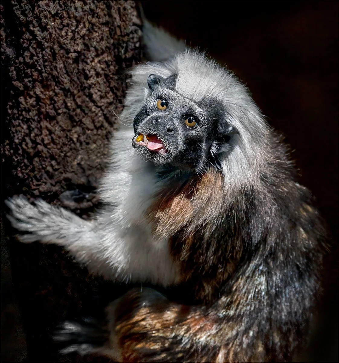 Merit - 8---Michael-Schilpzand---Busted-Mid-Snack.jpg