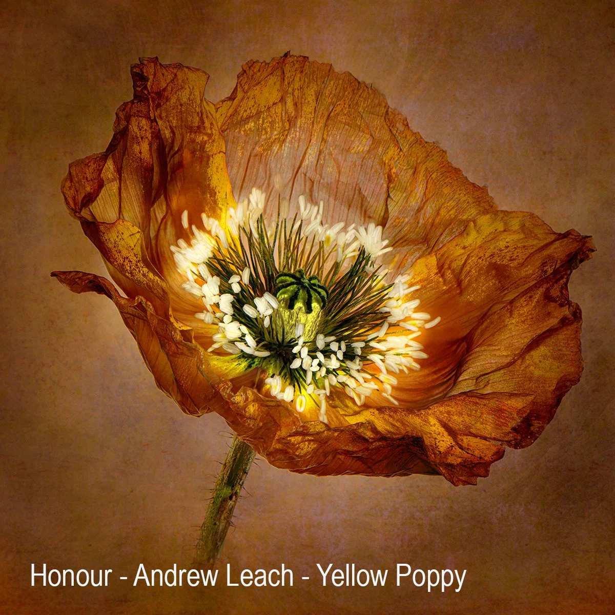 Honours- 9---Andrew-Leach---Yellow-poppy.jpg