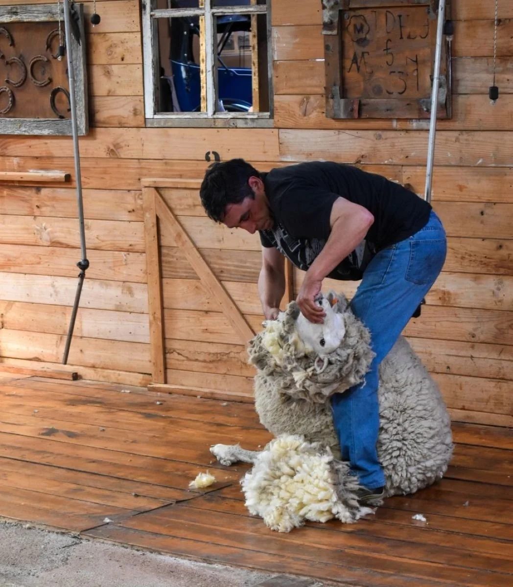 Merit - 7---David-Harries---Short-back-and-sides.jpg