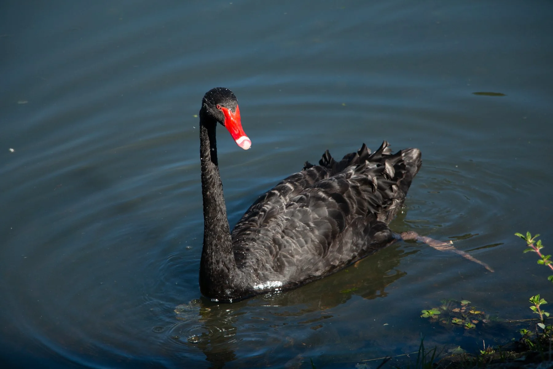 Accepted - 4---Julie-Kulmer---The-Swan.jpg