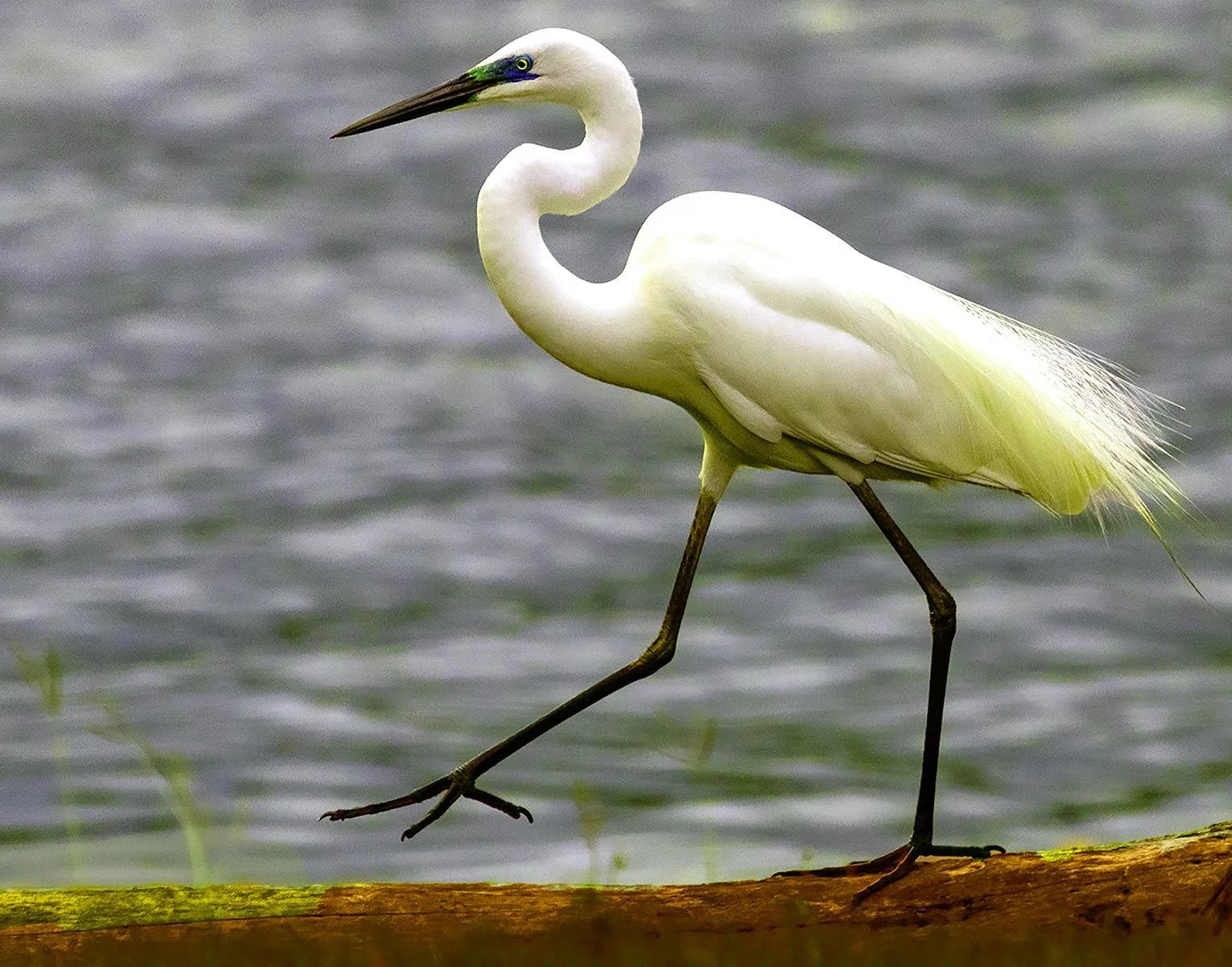 Accepted - 4---Gavin-Robbie---Walk-Like-An-Egyptian.jpg