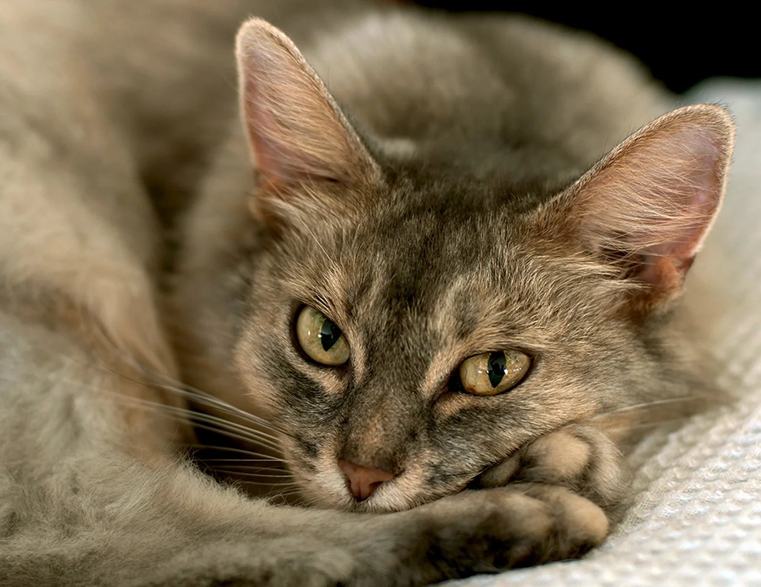 Highly Commended - 6---Lynn-Stephens-Tait---Loving-Eyes.jpg