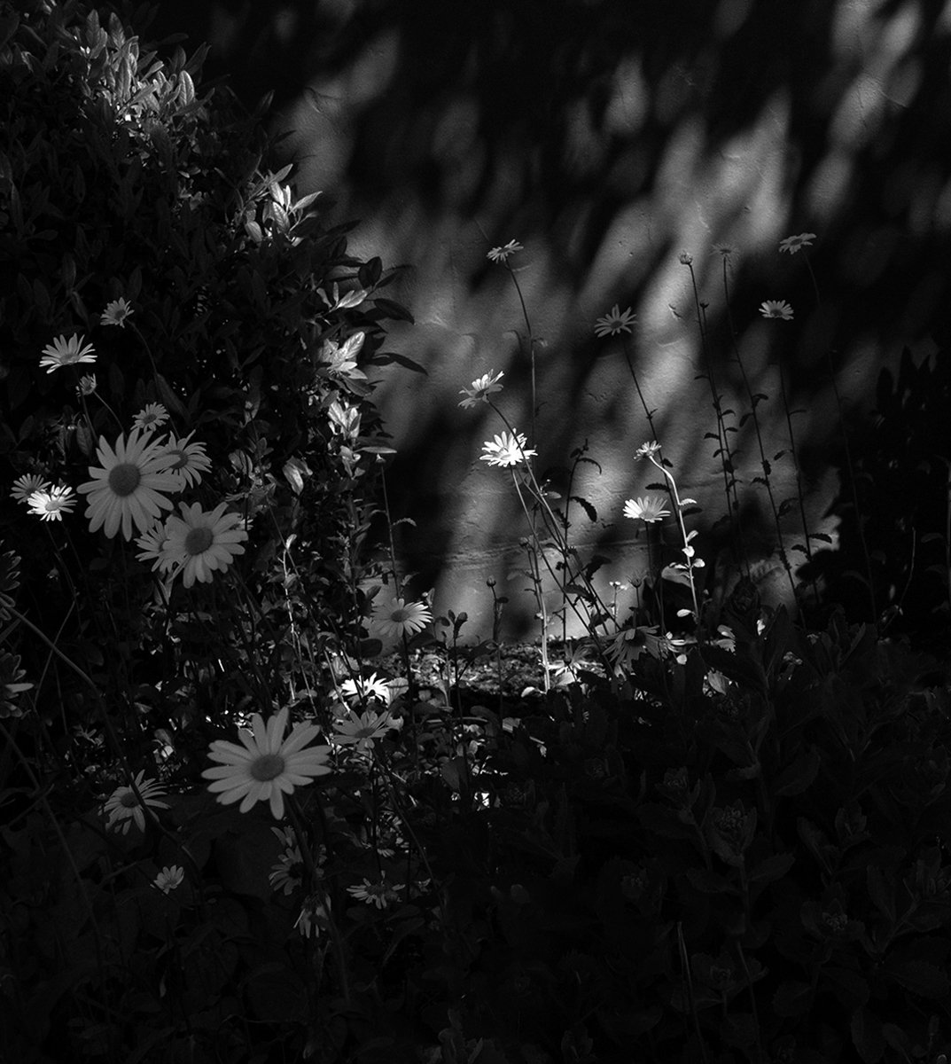 Commended - 5---Anne-Nelson---In-The-Garden.jpg