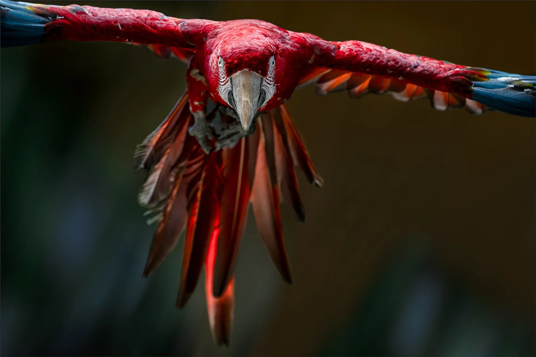 Commended - 5---Michael-Schilpzand---Out-Of-The-Shadows.jpg