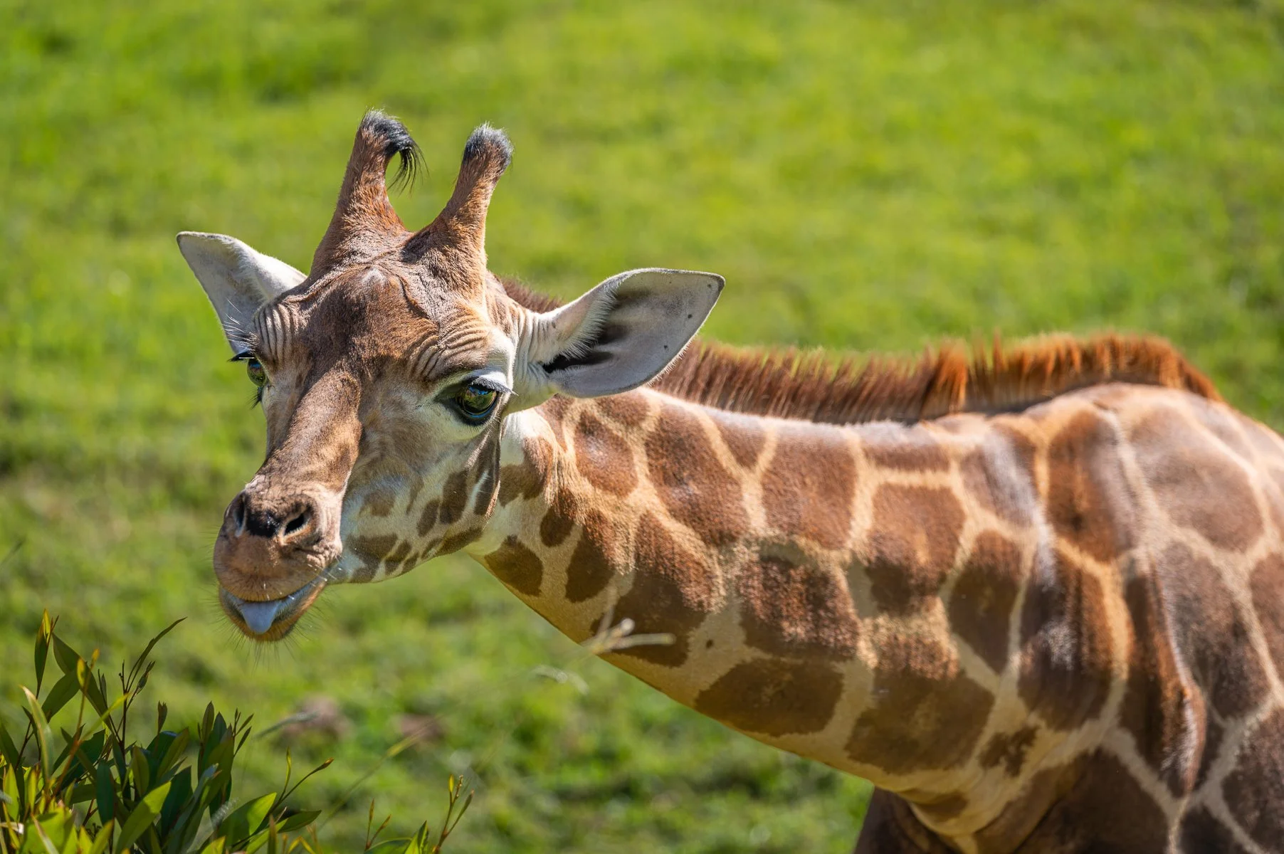 Highly Commended - 6---Catherine-Neumann---Just-looking.JPG