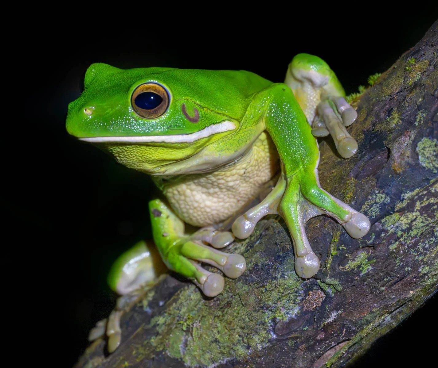 Honours- 9---Sasha-Berridge-Lathouras---Frog-on-a-log.jpg