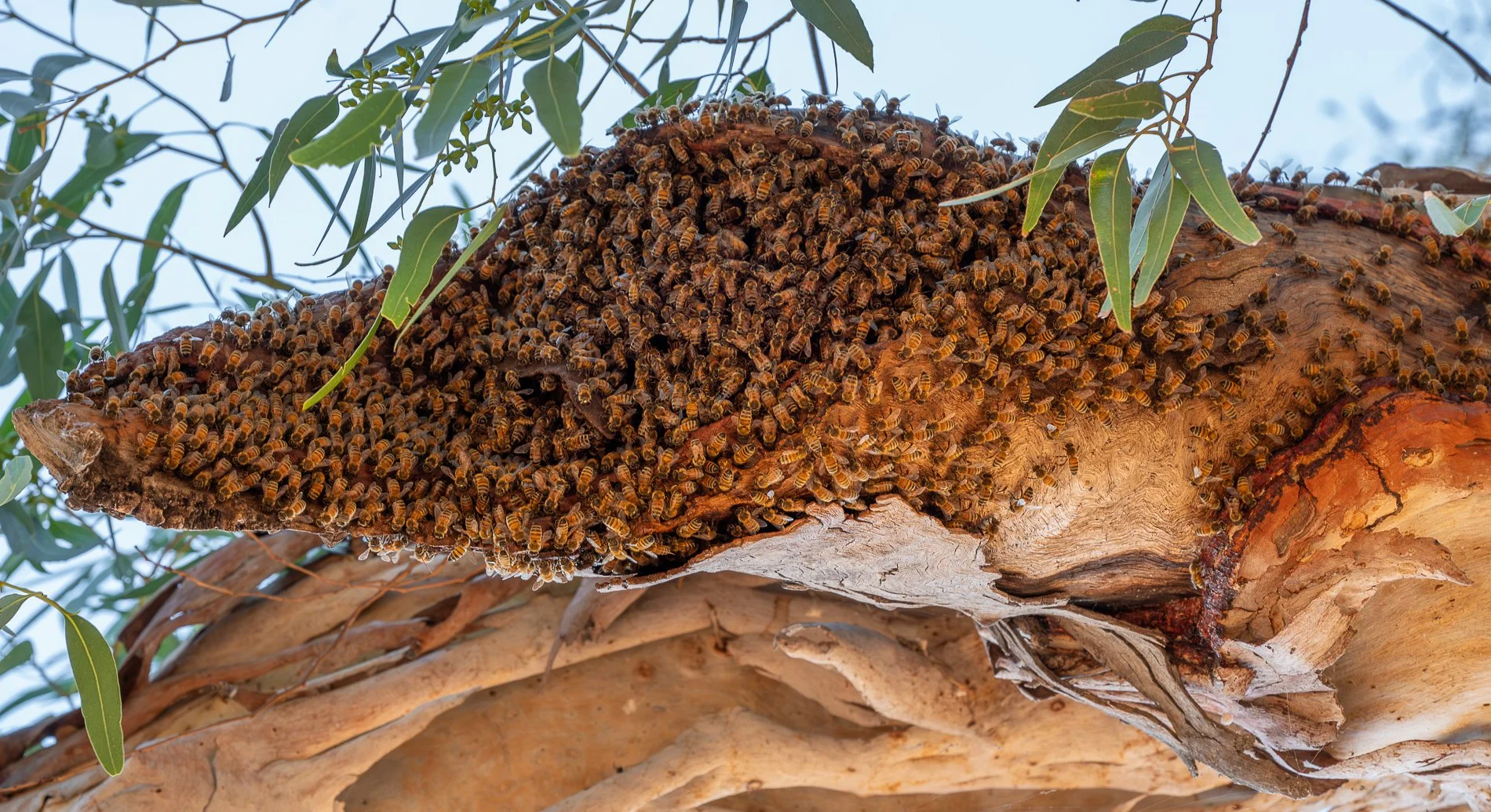 Honours- 9---Catherine-Neumann---Busy-as-a-bee.JPG