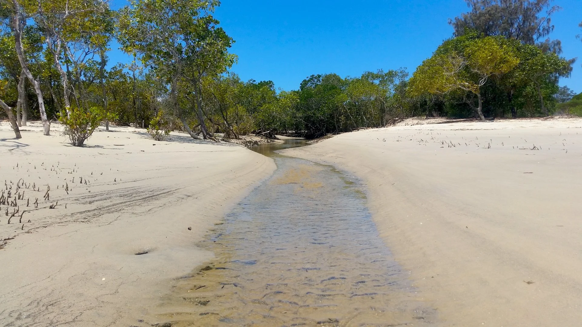 Merit - 7---Ed-Stewart---Stradbroke-mangrove-creek.jpeg