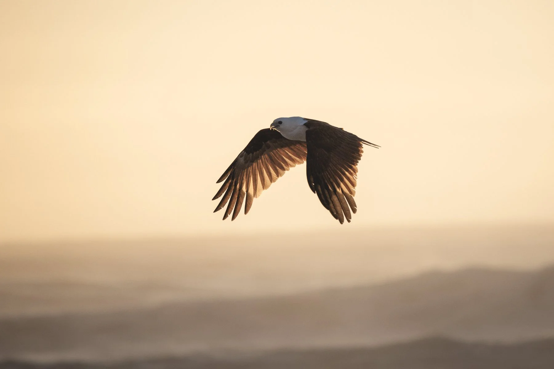 Merit - 7---Mick-Corcoran---First-Light-Osprey.jpg