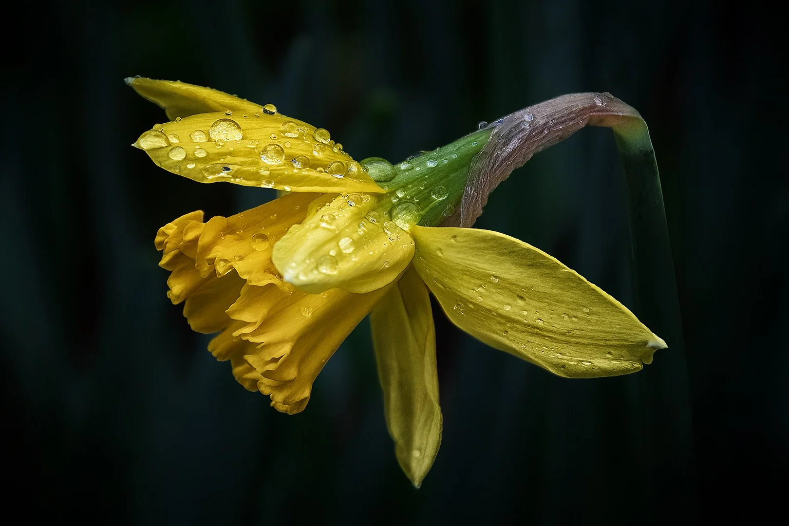 Merit - 8---Carol-Brandt---Daffy.JPG