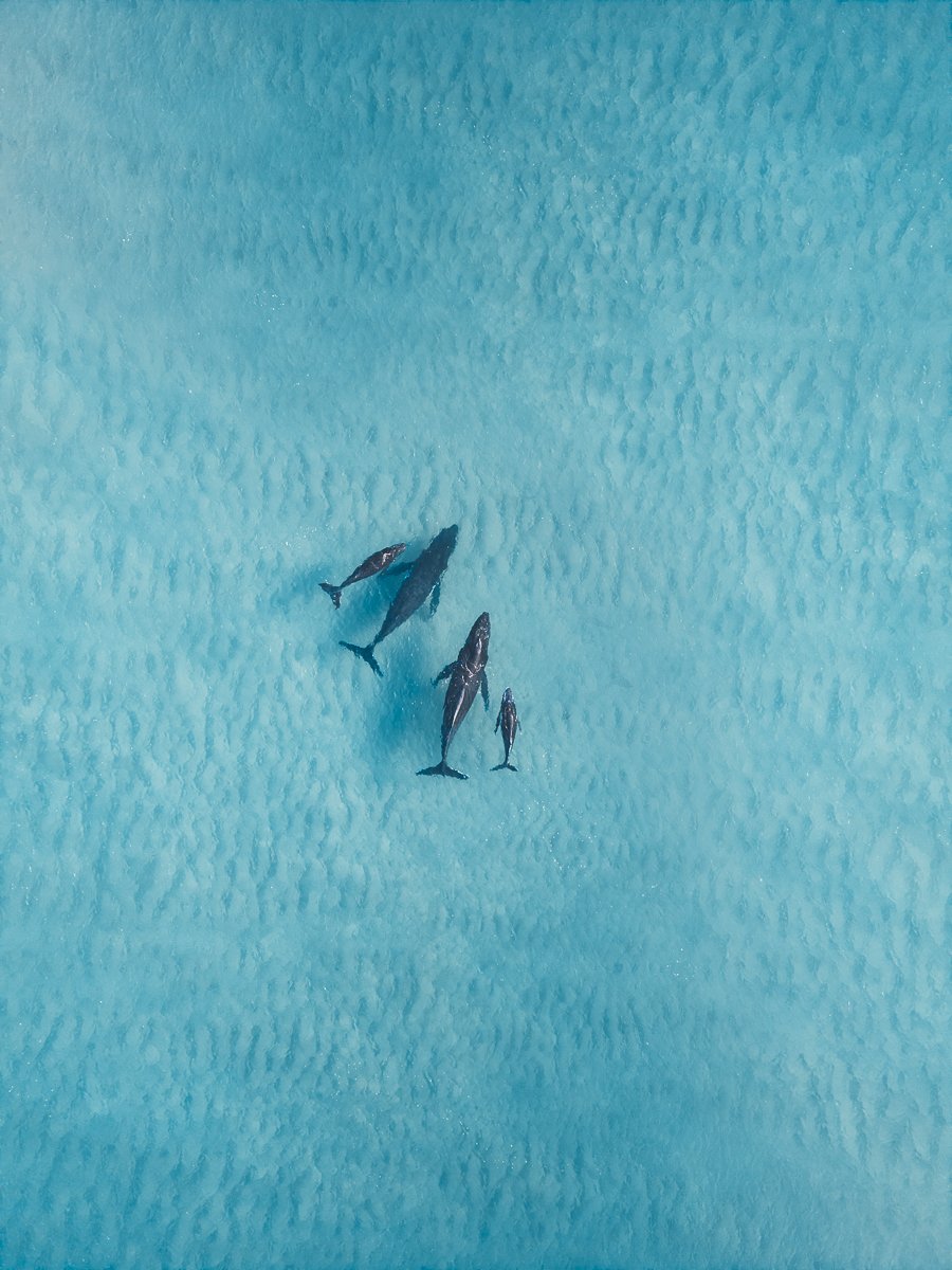 Merit - 8---Mick-Corcoran---Humpback-Whales.jpg