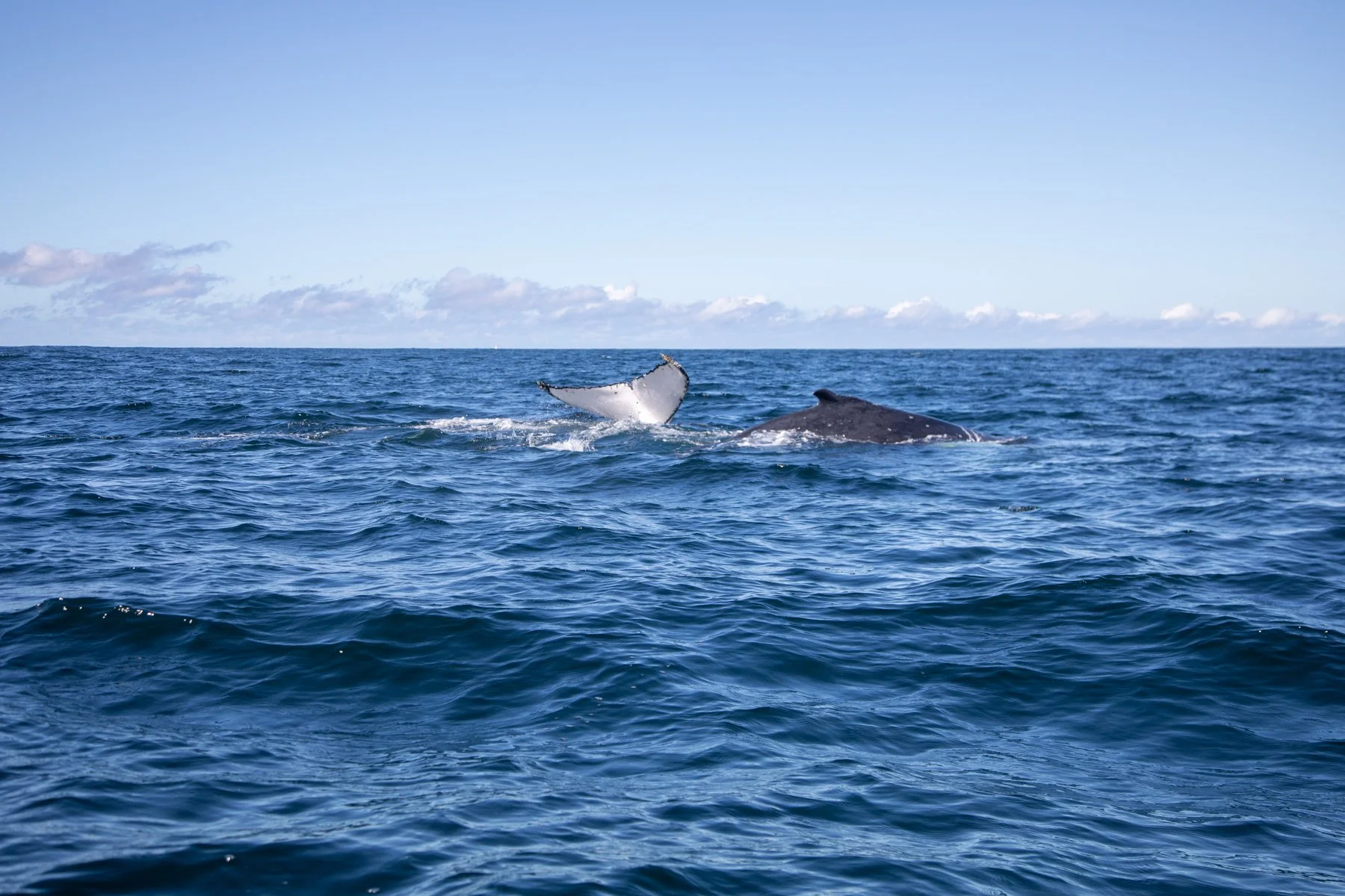 Accepted - 3---Julie-Kulmer---Whale-Ho.jpg
