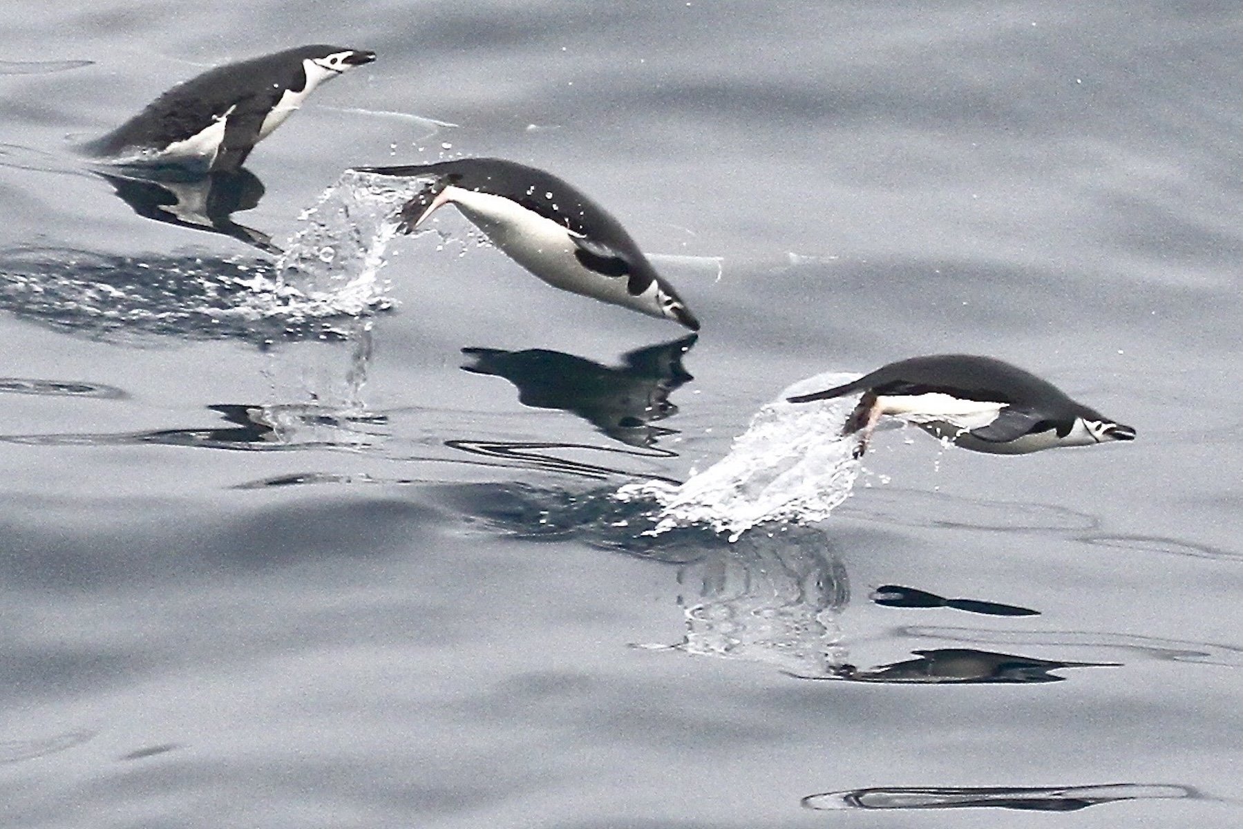 Accepted - 3---Ross-Stanley---Chinstraps-Antarctica.JPG