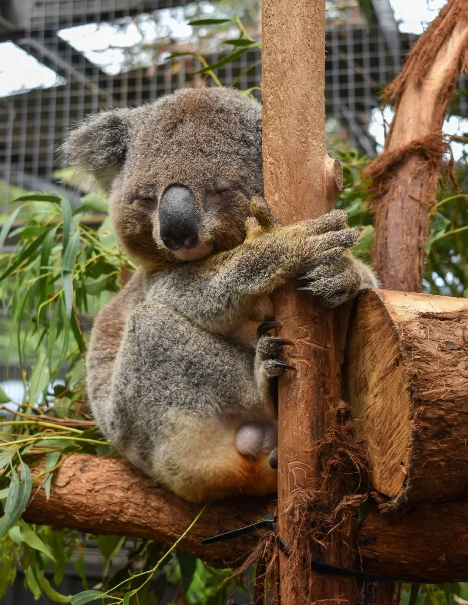Accepted - 4---David-Harries---Dozing-Koala.jpg