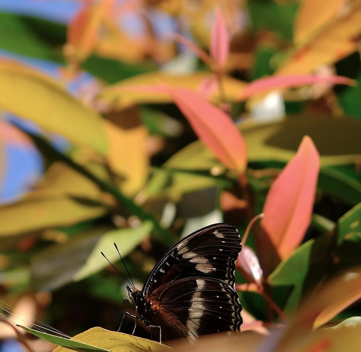 Accepted - 4---Ed-Stewart---Backyard-butterfly.jpeg