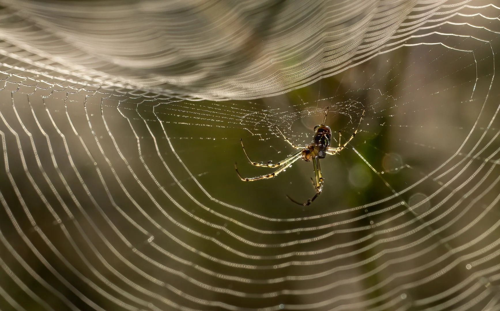 Accepted - 4---Victoria-McDonald---Framed-By-Nature's-Jewels.jpg