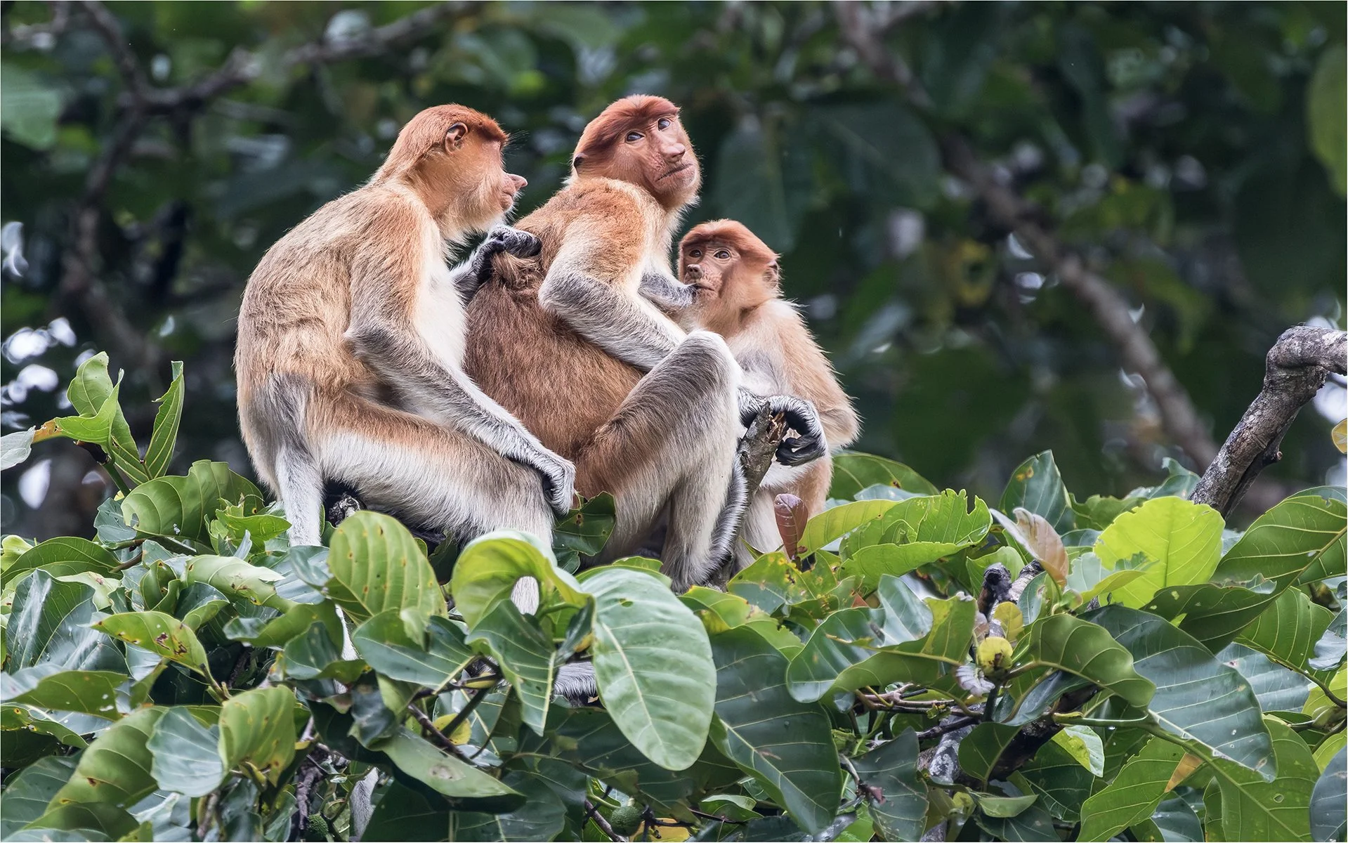 Commended - 5---Bruce-Gimber---Proboscus-Monkeys.jpg