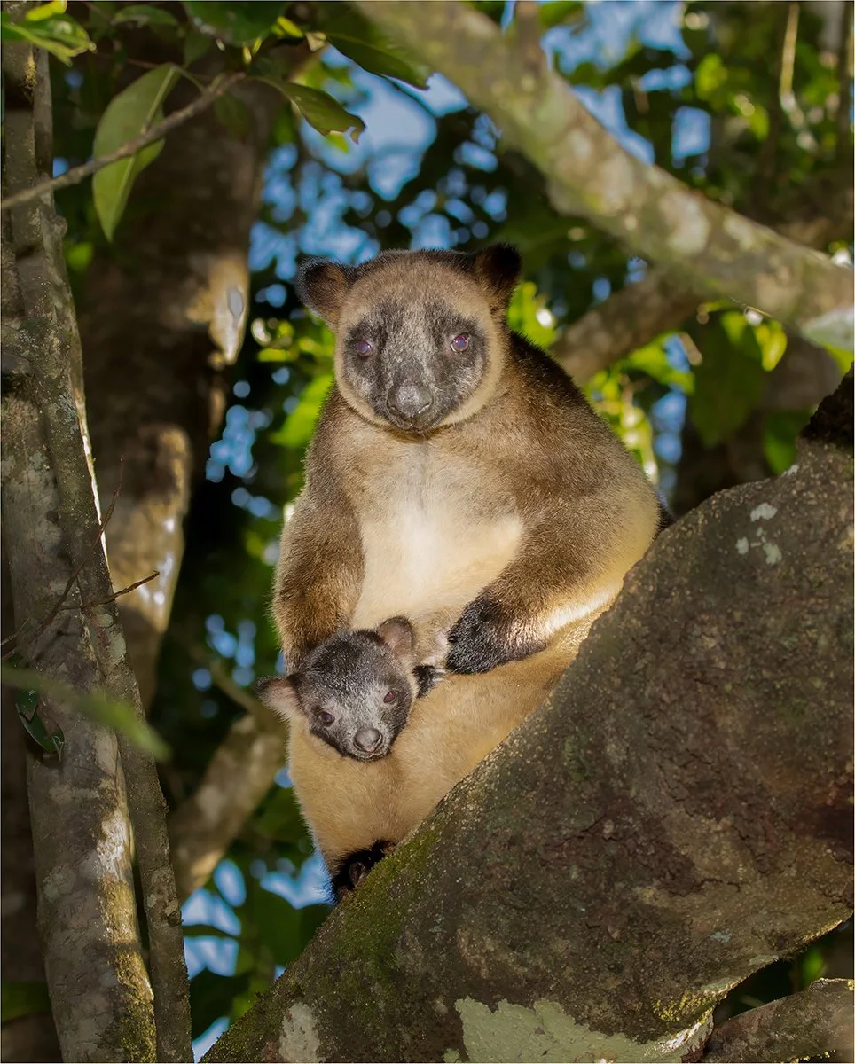 Commended - 5---Bruce-Gimber---Tree-kangaroo.jpg