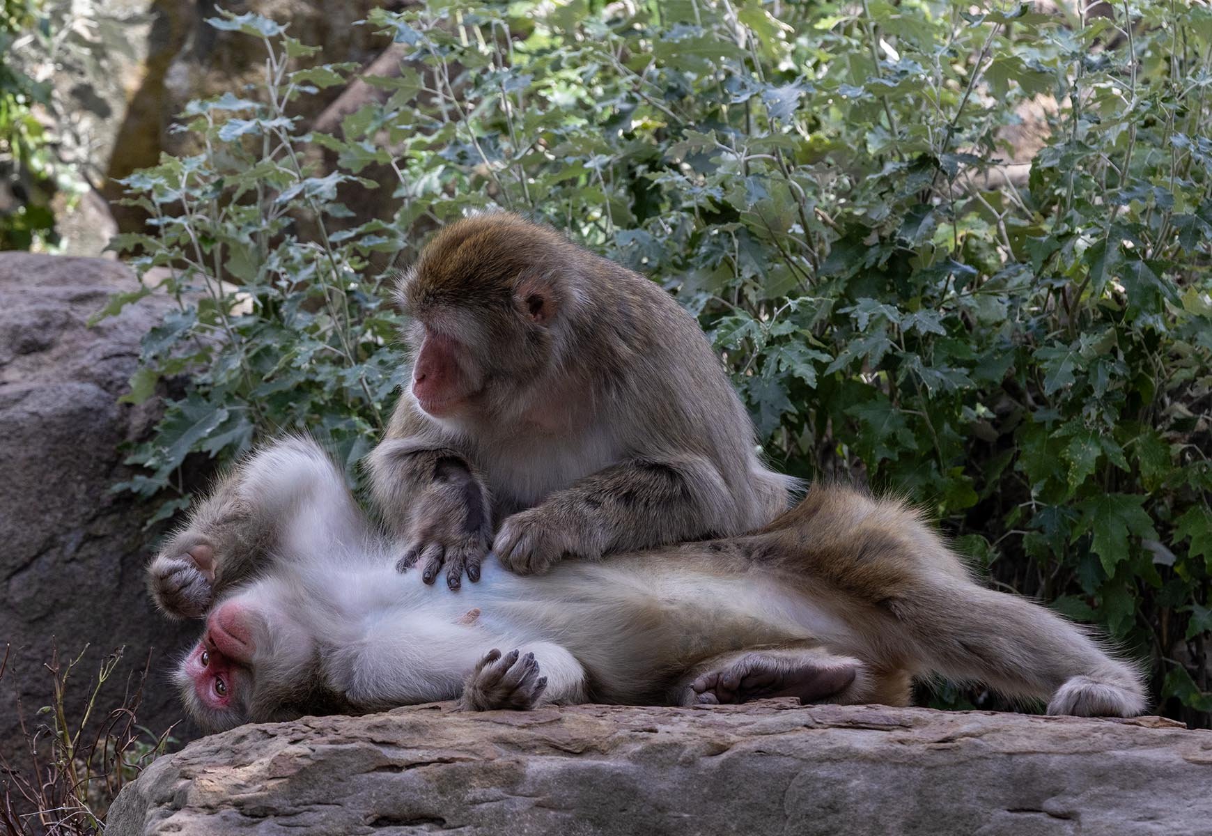 Commended - 5---Dinah-James---Monkey-Business.jpg