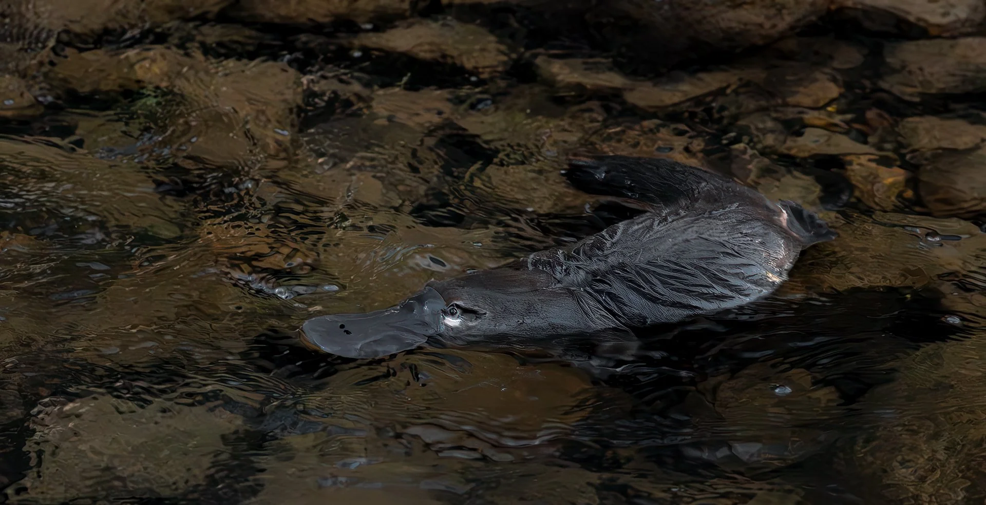 Commended - 5---Lynn-Stephens-Tait---Ornithorhynchus-anatinus.jpg