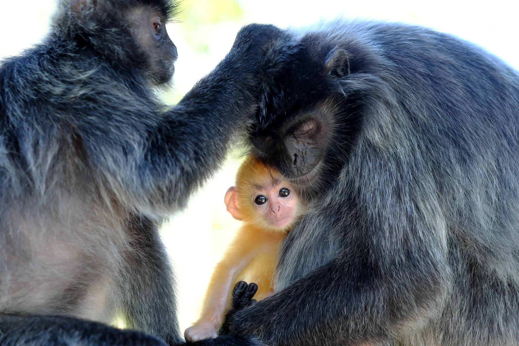 Commended - 5---Philip-Daley---Loving-Family.jpg