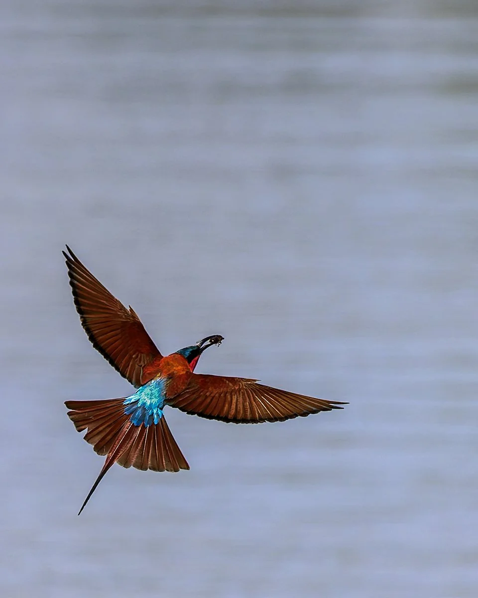 Rejected - 1---Catherine-Reading---Southern-Carmine-Bee-Eater.jpg