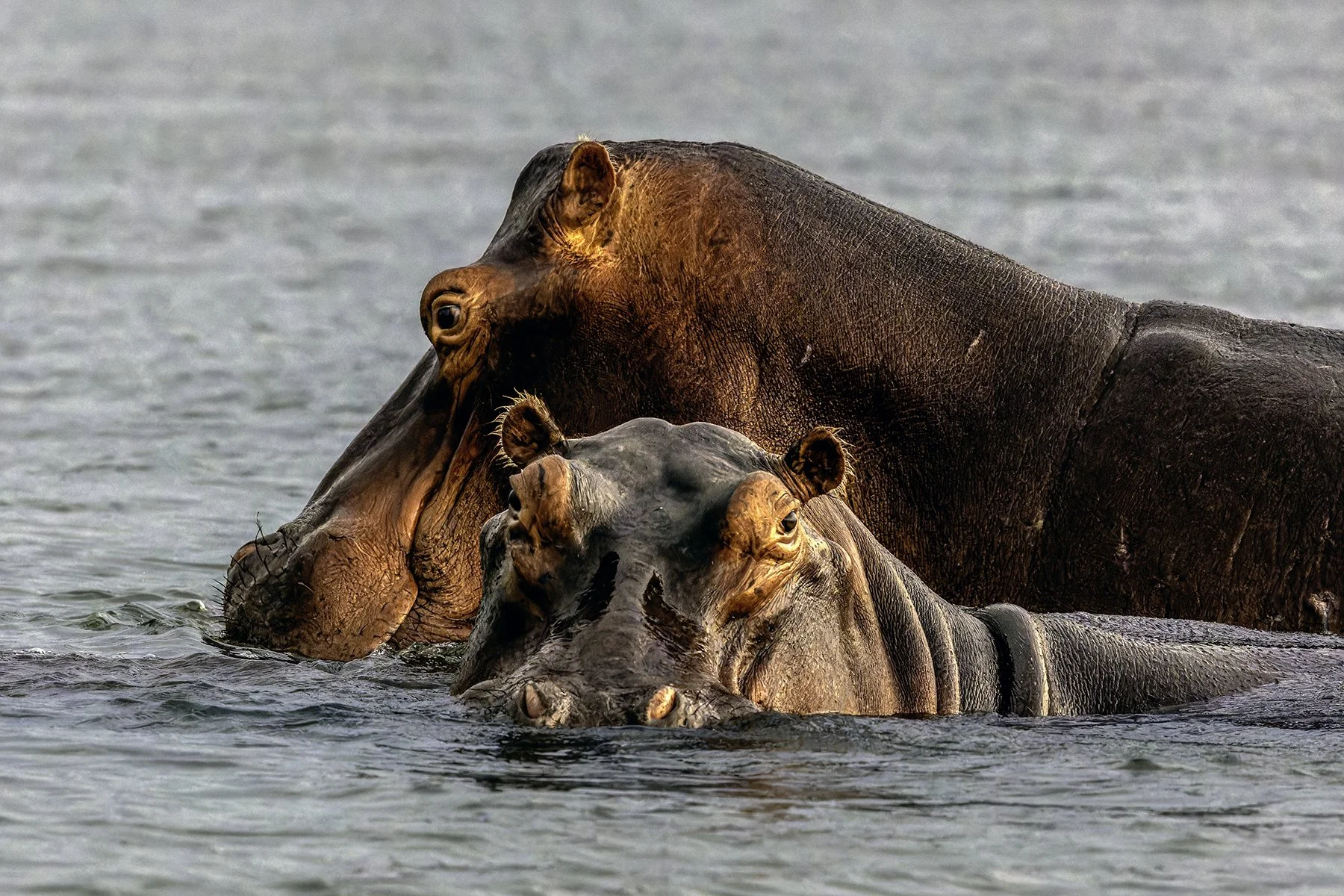 Rejected - 1---Catherine-Reading---Hippos.jpg