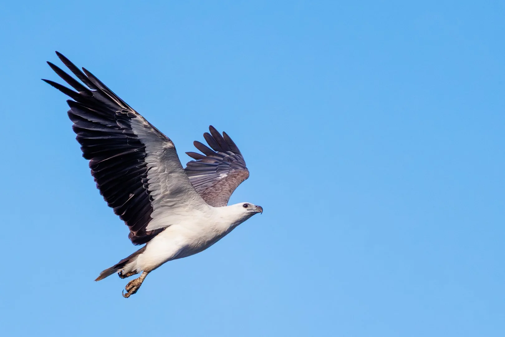 Rejected - 1---Zak-Jones---Flight.jpg