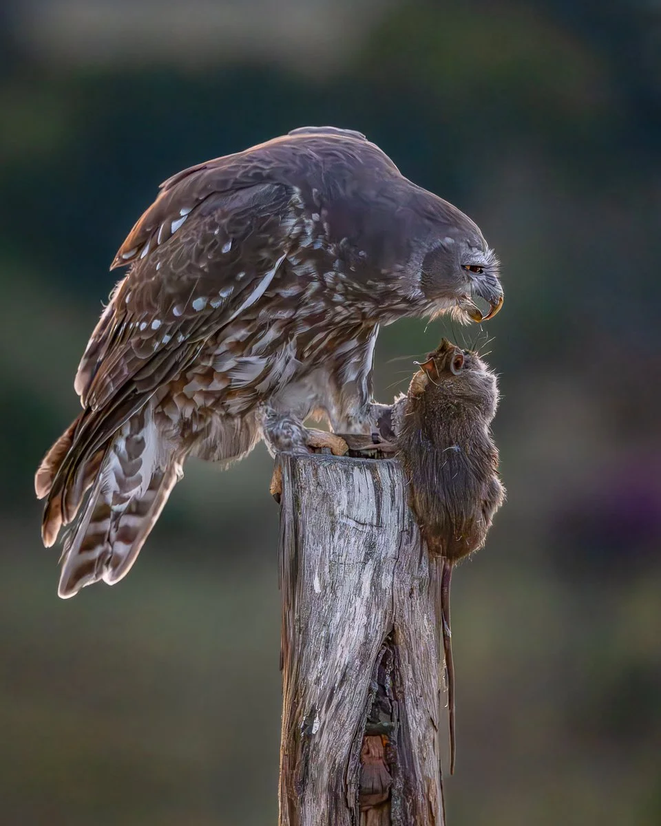 Commended - 5---Catherine-Neumann---A-bird-has-to-eat.JPG
