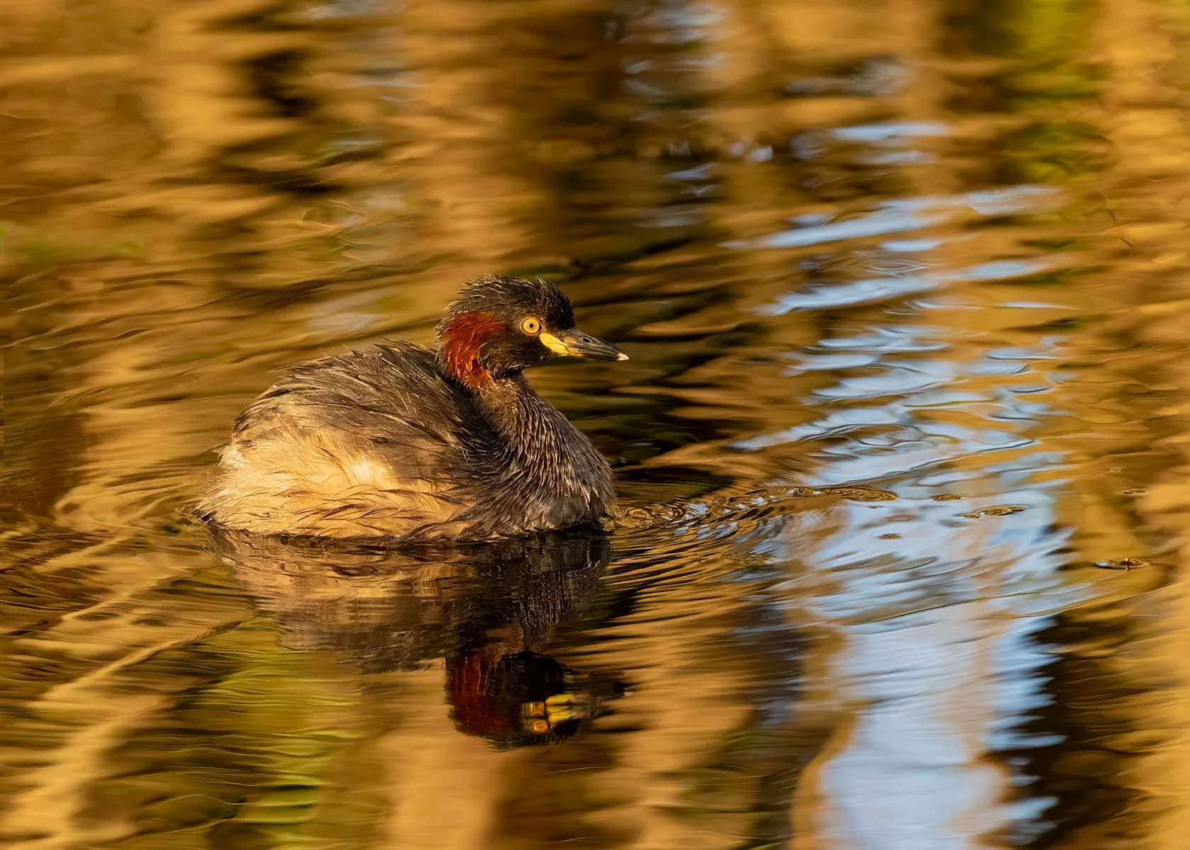 Honours- 9---Dinah-James---On-Golden-Pond.jpg
