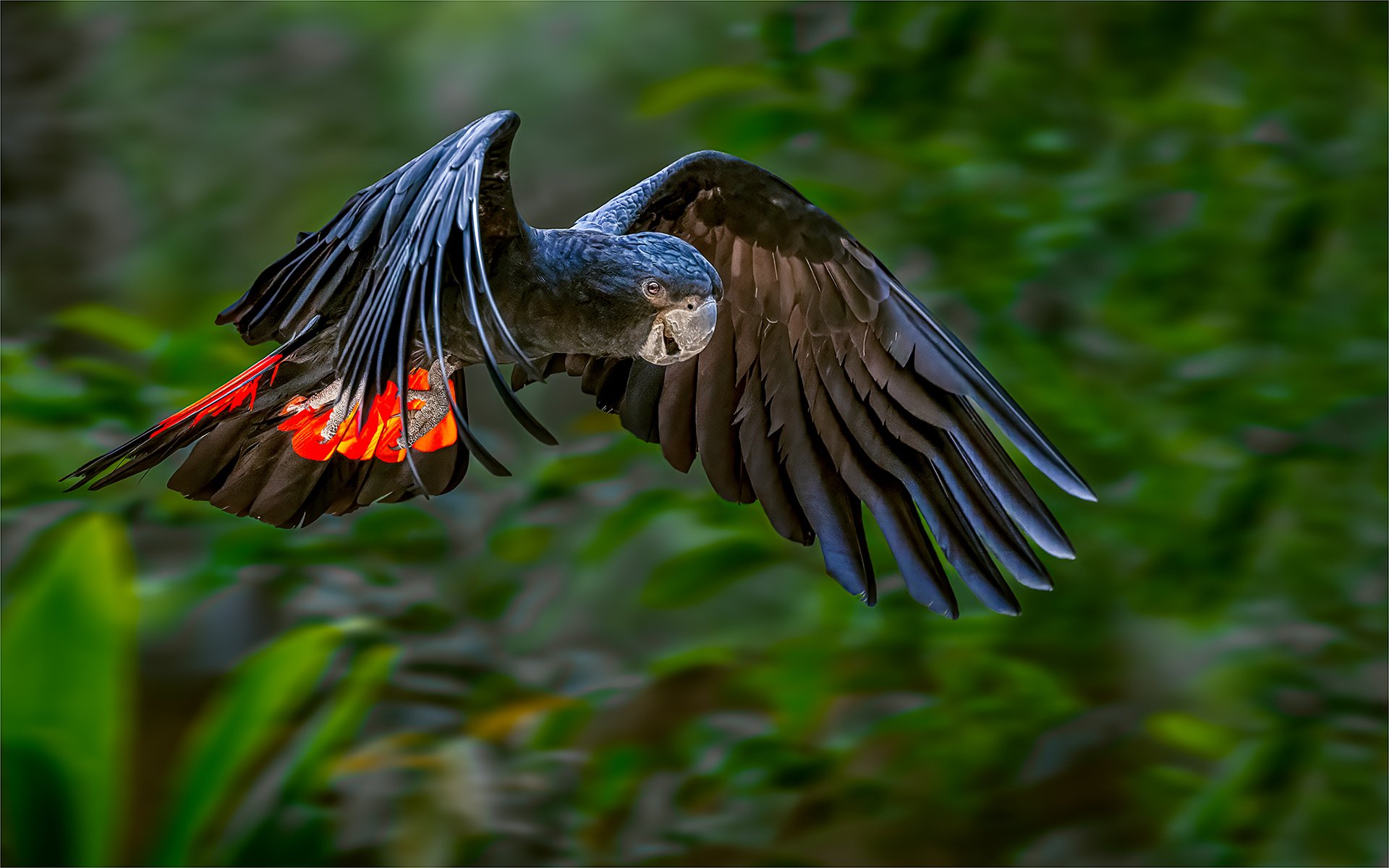 Merit - 7---Michael-Schilpzand---Wings-Of-Fire.jpg