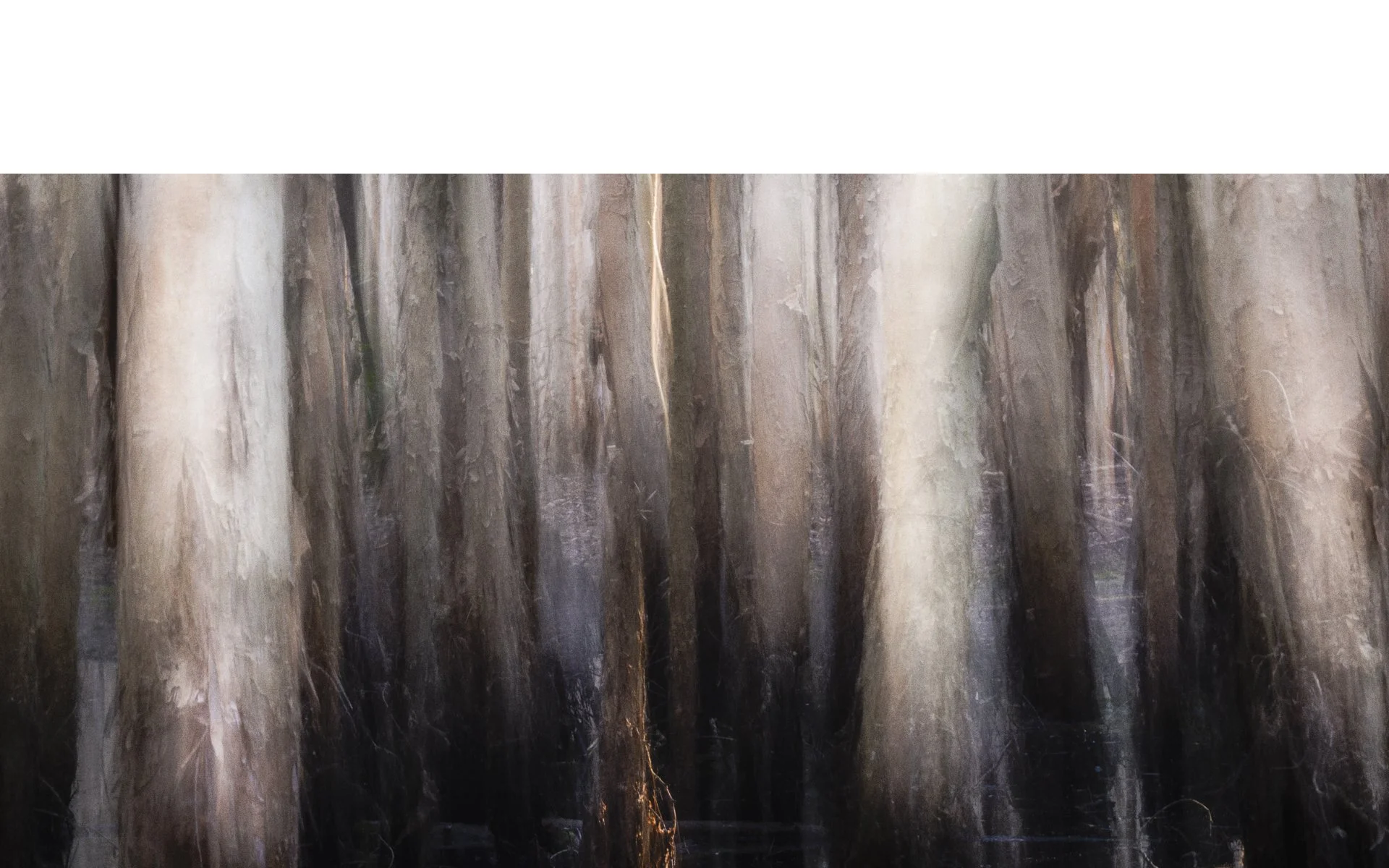 Merit - 7---Mick-Corcoran---Ghost-Trees.jpg