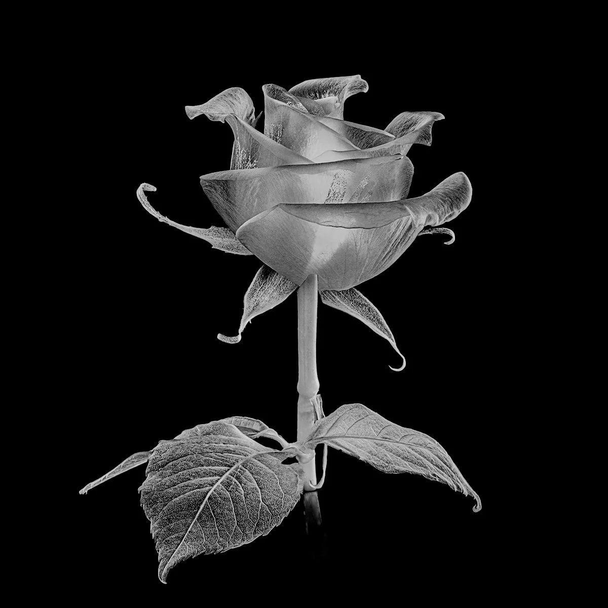 Merit - 8---Andrew-Leach---Translucent-rose.jpg
