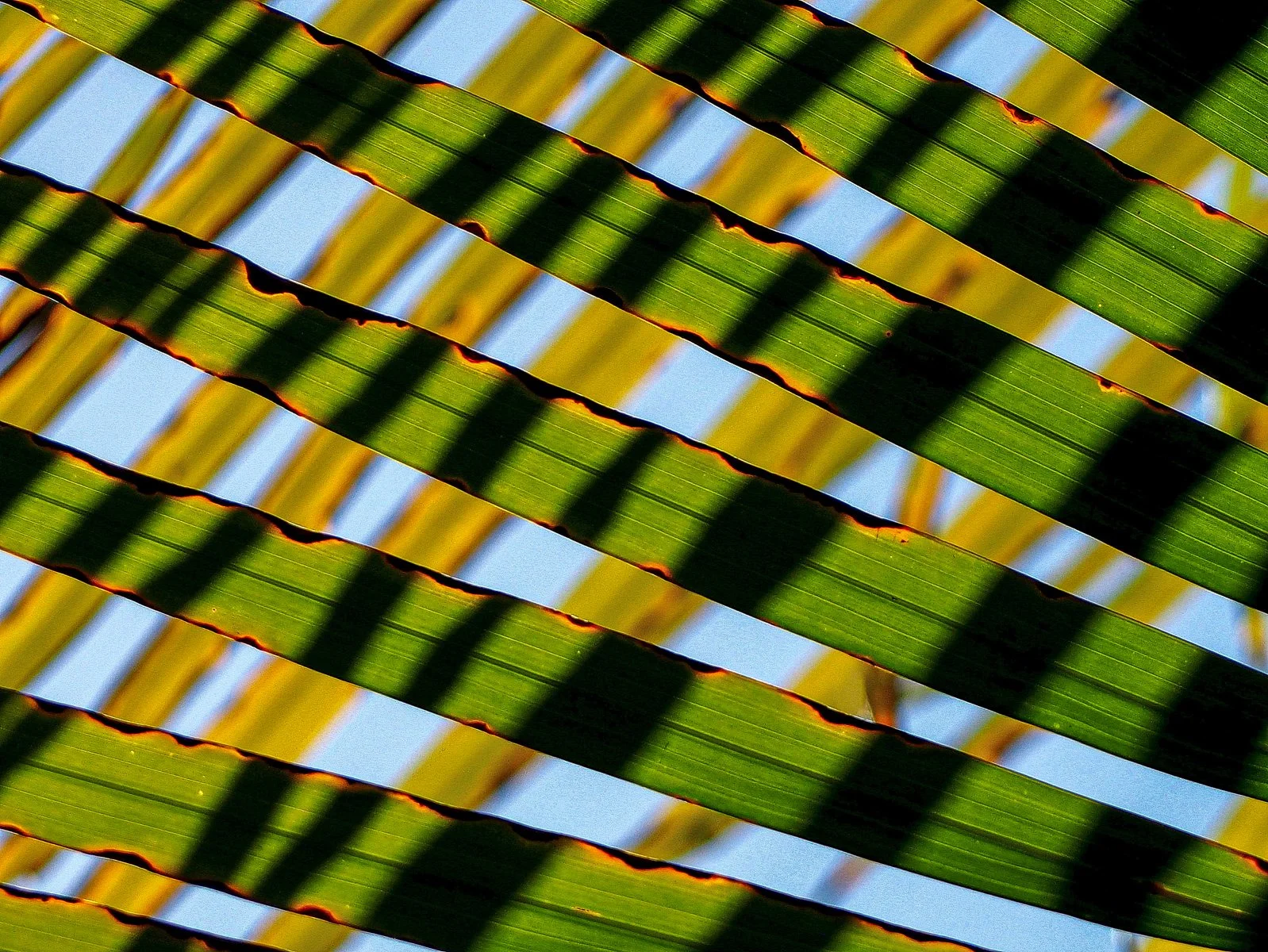 Accepted - 4---Jill-Garland---Frond-lattice.jpg