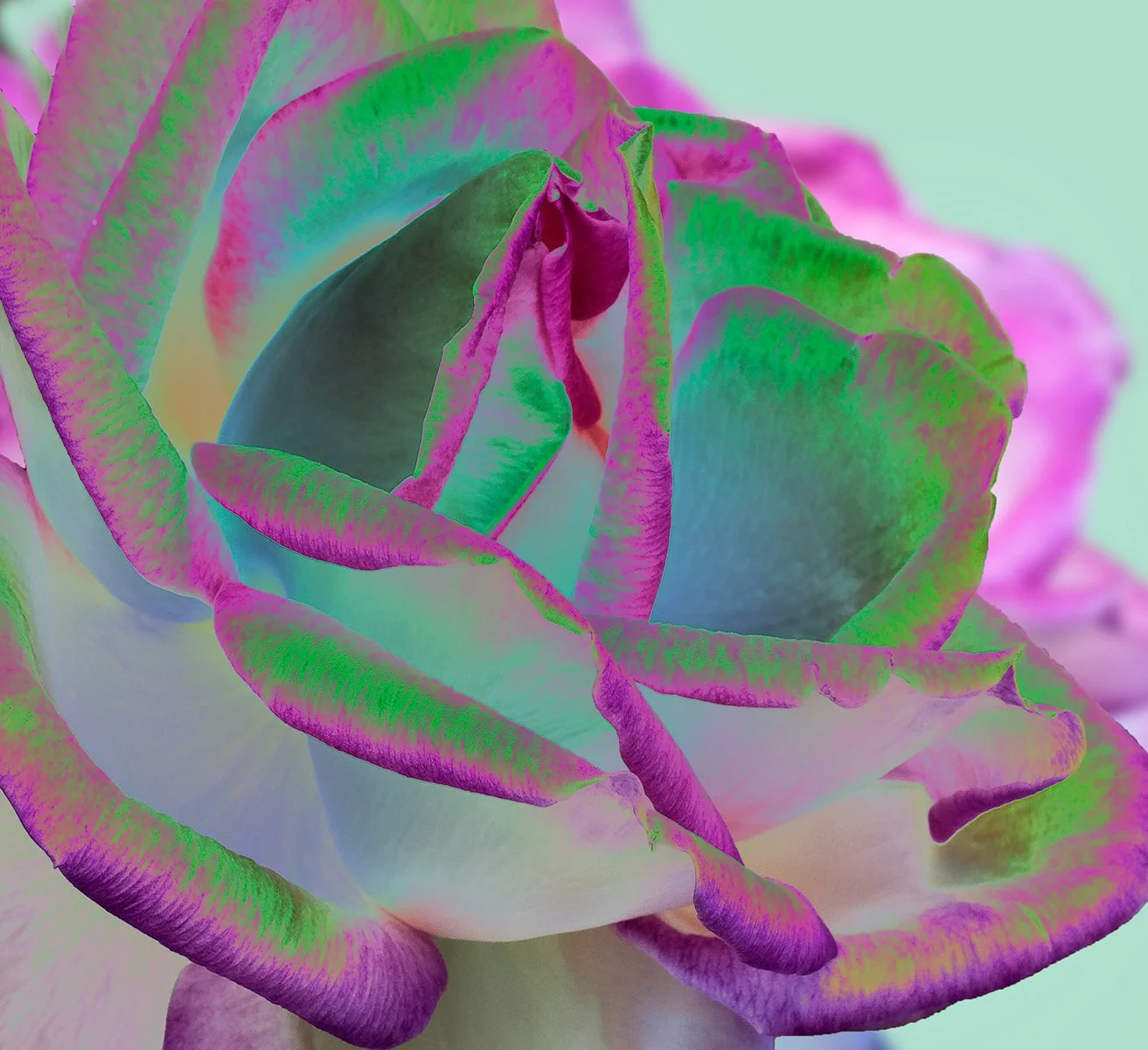 Commended - 5---Gay-Land---Rose.jpg