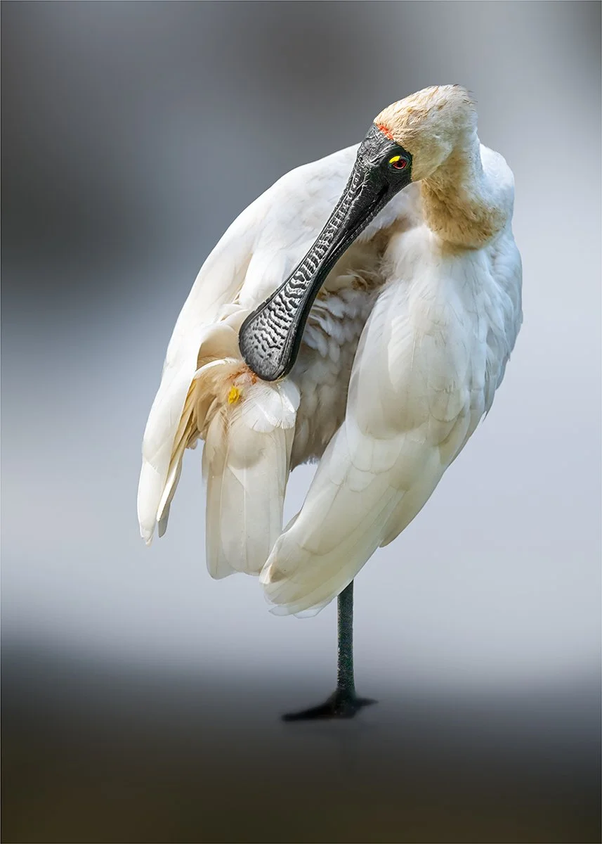 Commended - 5---Michael-Schilpzand---Spoonbill-Stillness.jpg