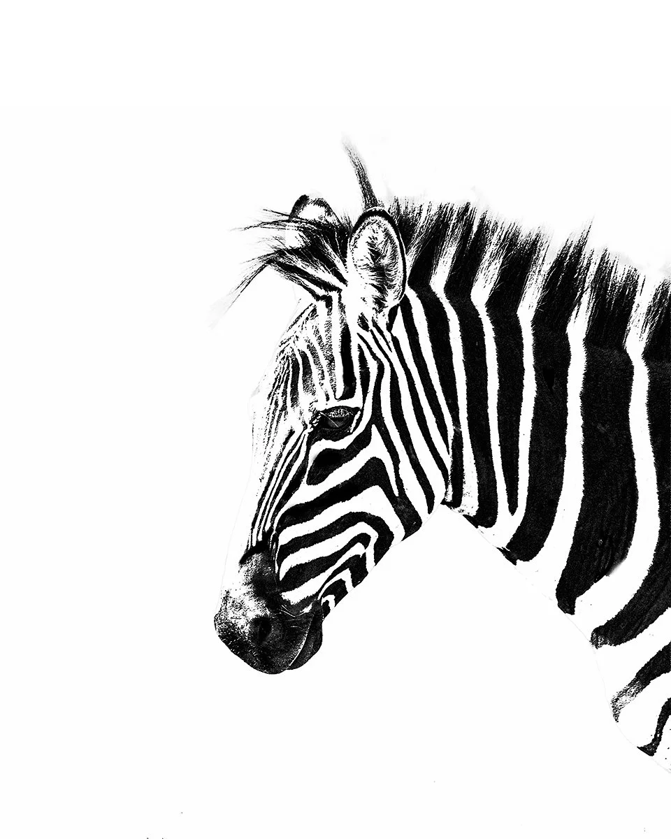 Highly Commended - 6---Kaye-Venton---Stripes-in-the-Light.jpg
