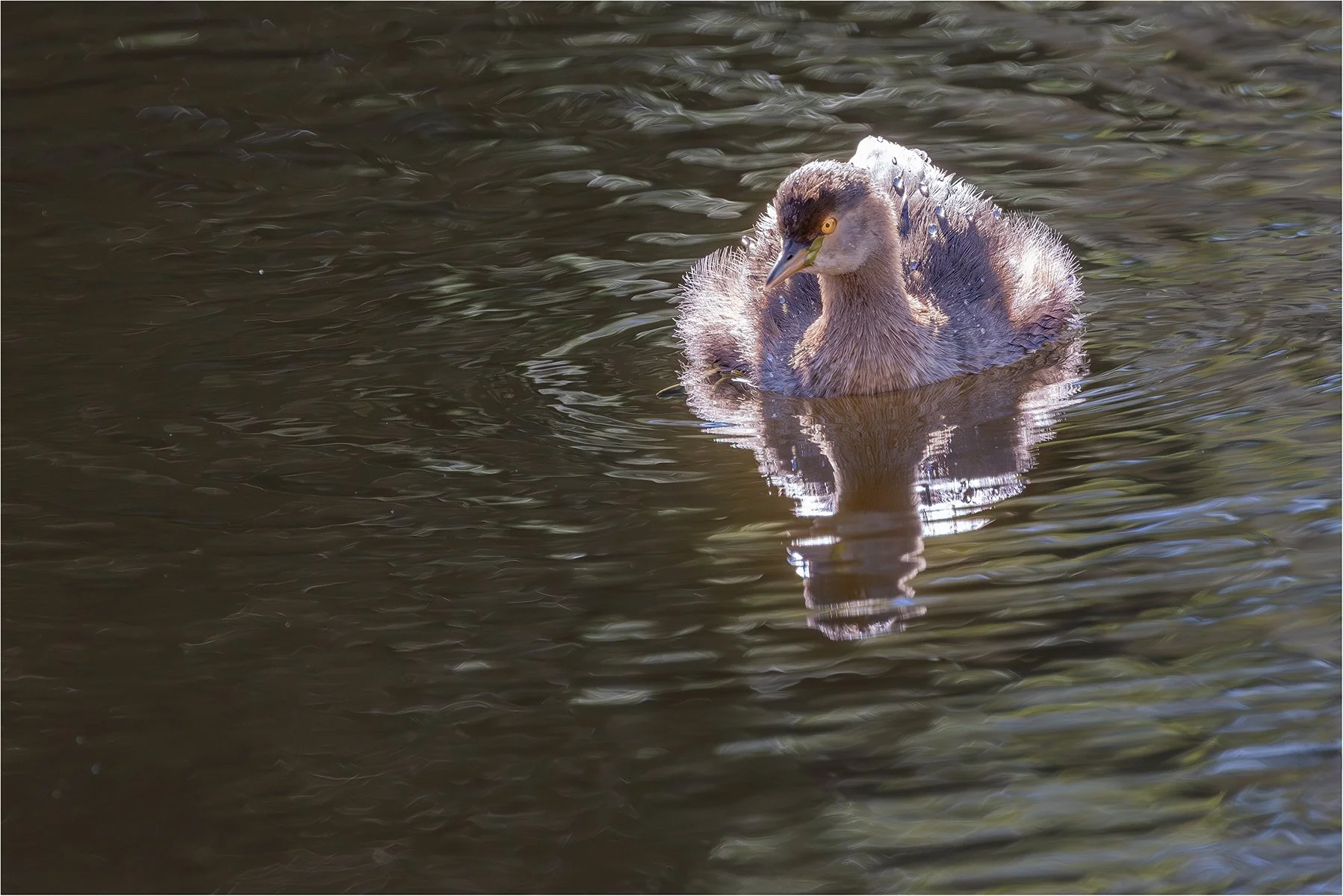 Accepted - 4---Bruce-Gimber---Hoary-Headed-Grebe.jpg
