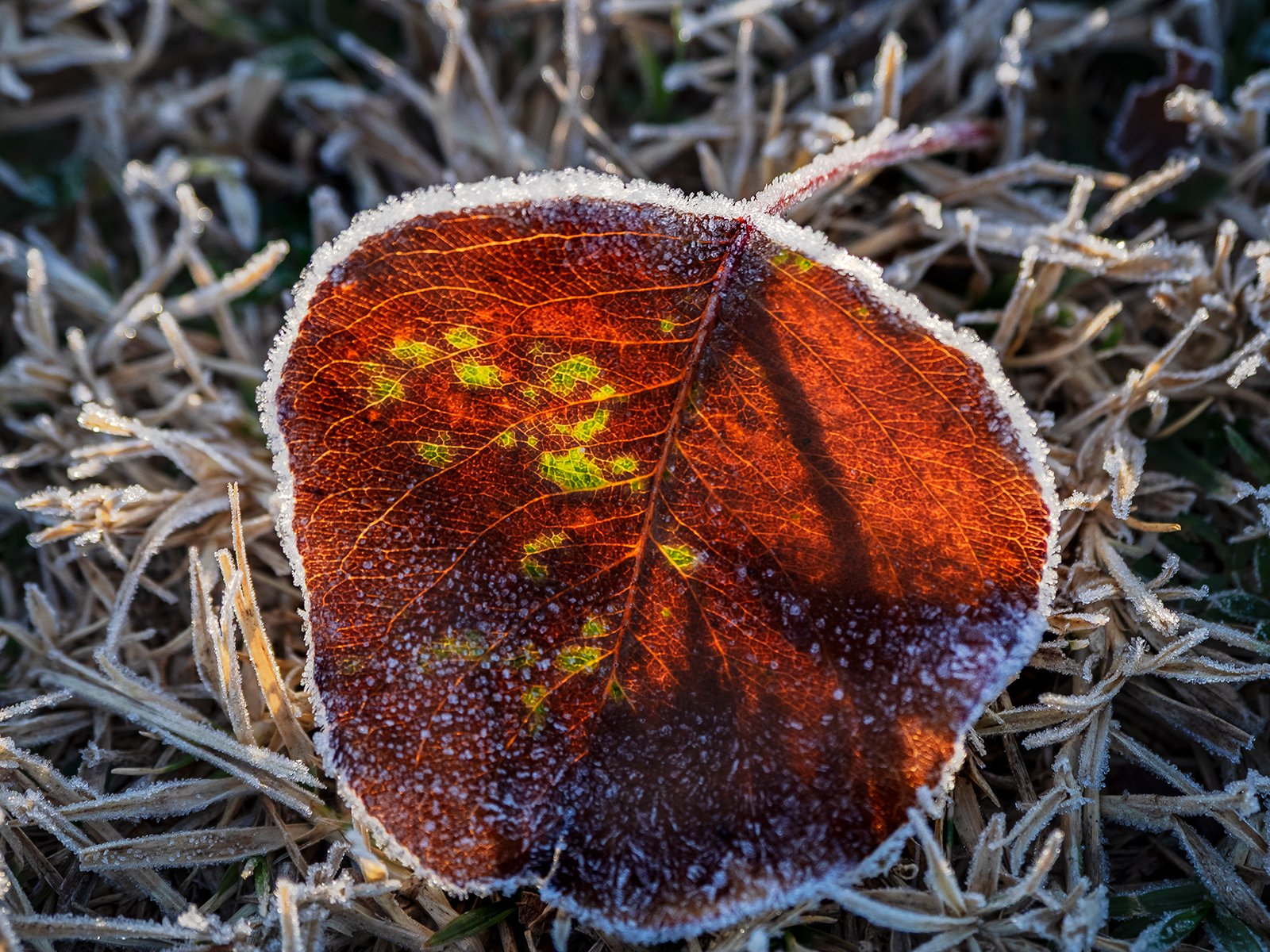 Accepted - 4---Gay-Land---Frosty-Edge.jpg