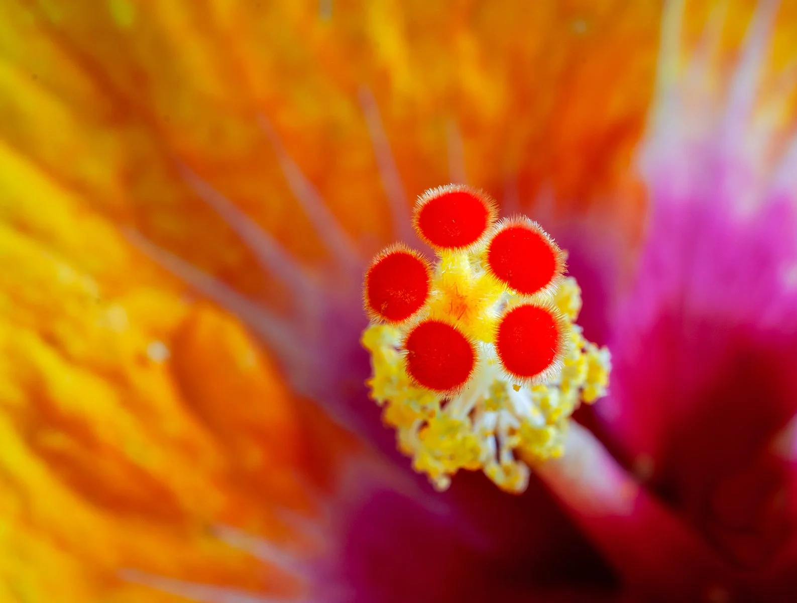 Commended - 5---Gay-Land---Hibiscus-Stamen.jpg