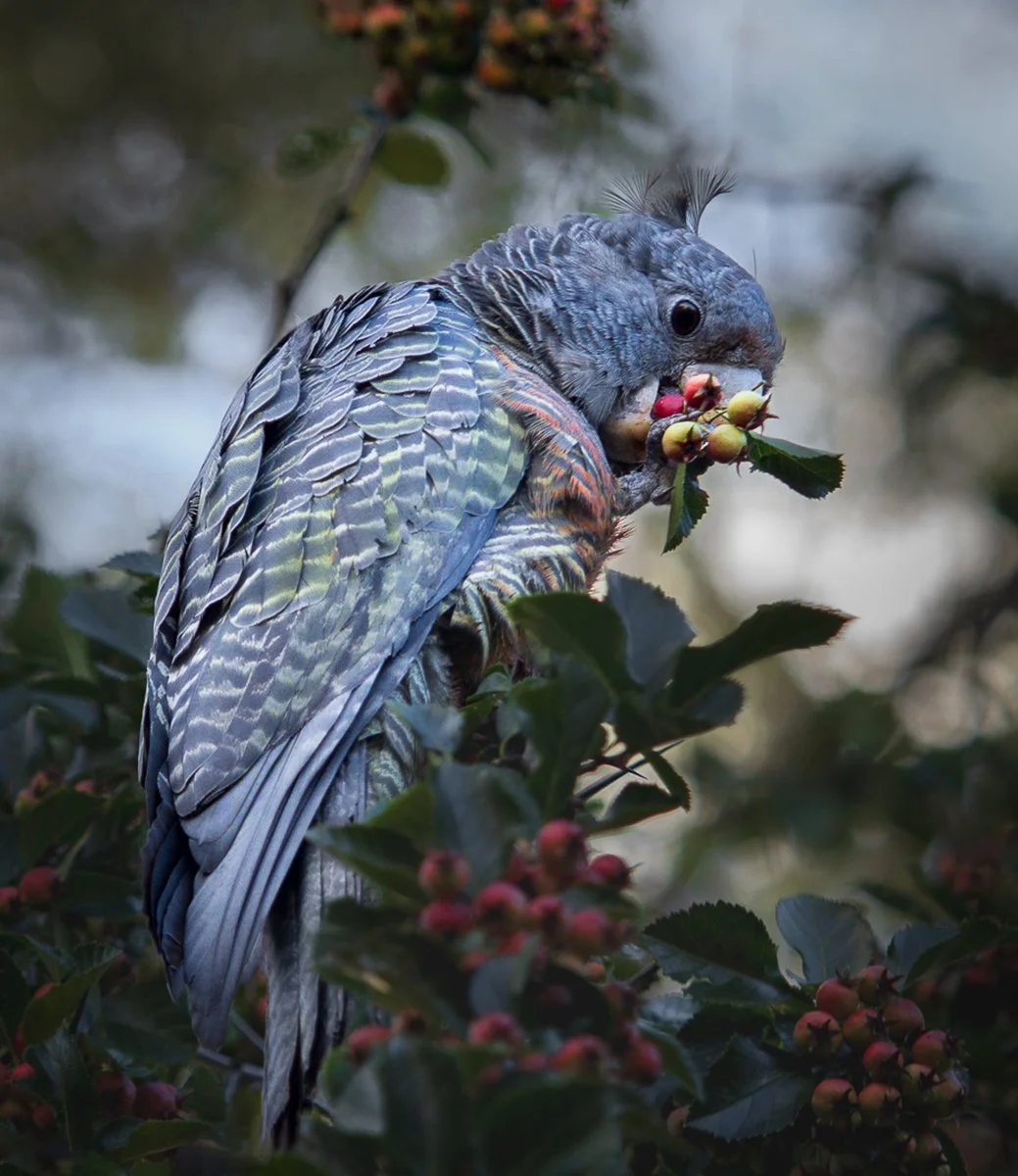 Highly Commended - 6---Victoria-McDonald---Gorging-On-Hawthorn-Berries.jpg