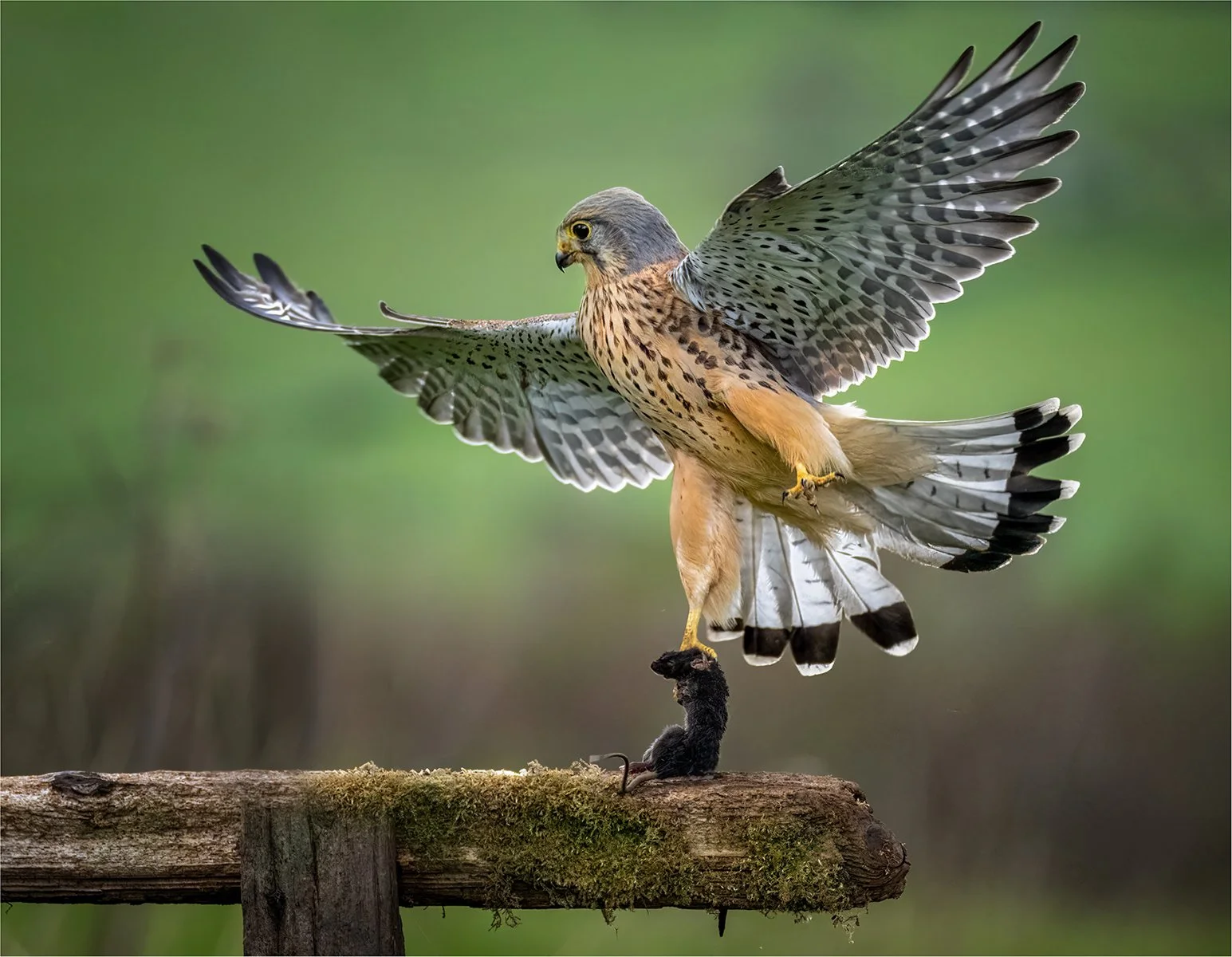 Honours- 9---Barry-Jones---Balance-Of-Power