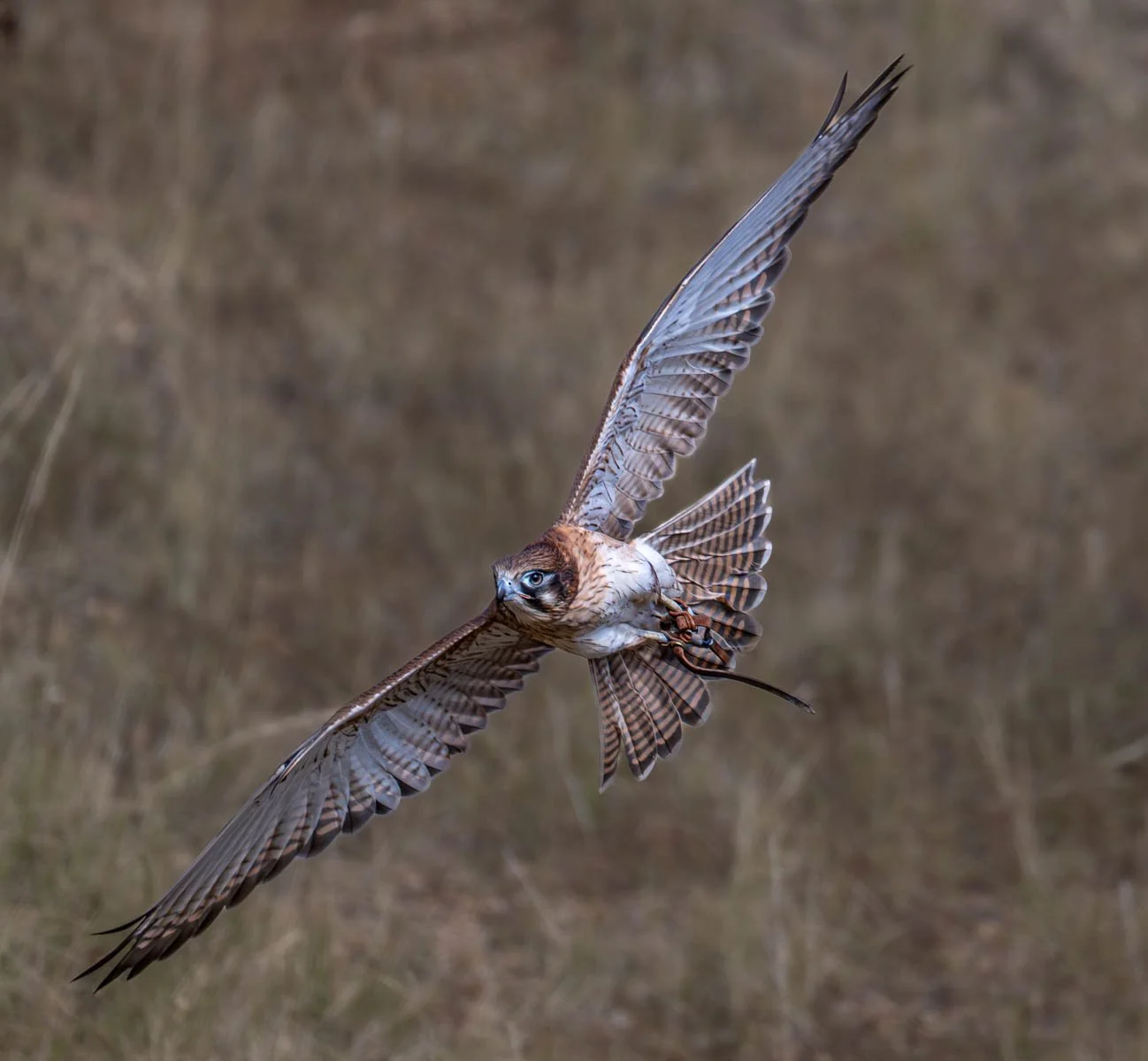 Merit - 7---Sasha-Berridge-Lathouras---Moving-with-the-wind