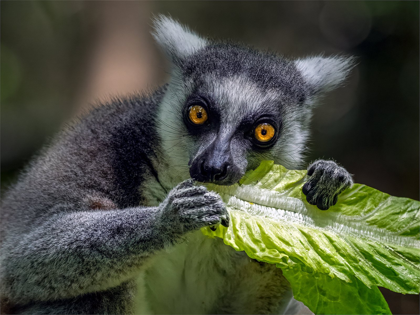 Merit - 7---Michael-Schilpzand---Hungry-Eyes
