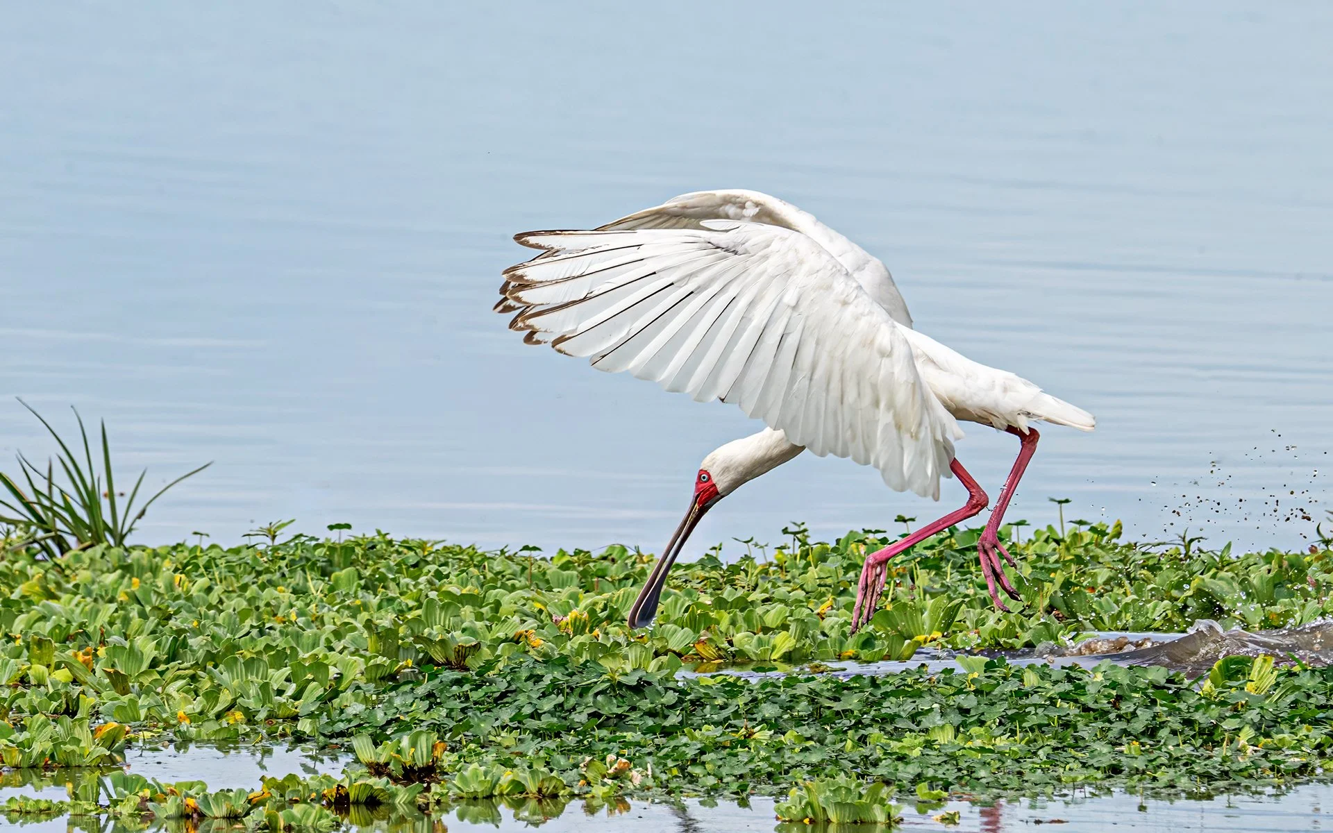 Merit - 7---Kaye-Venton---Spoonbill