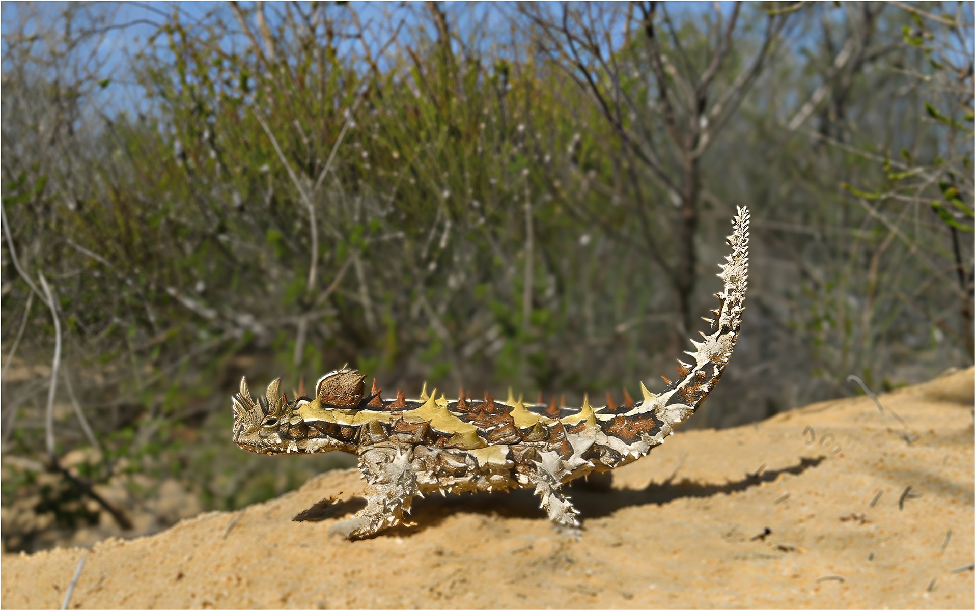 Accepted - 3---Bruce-Gimber---Thorny-Devil.jpg