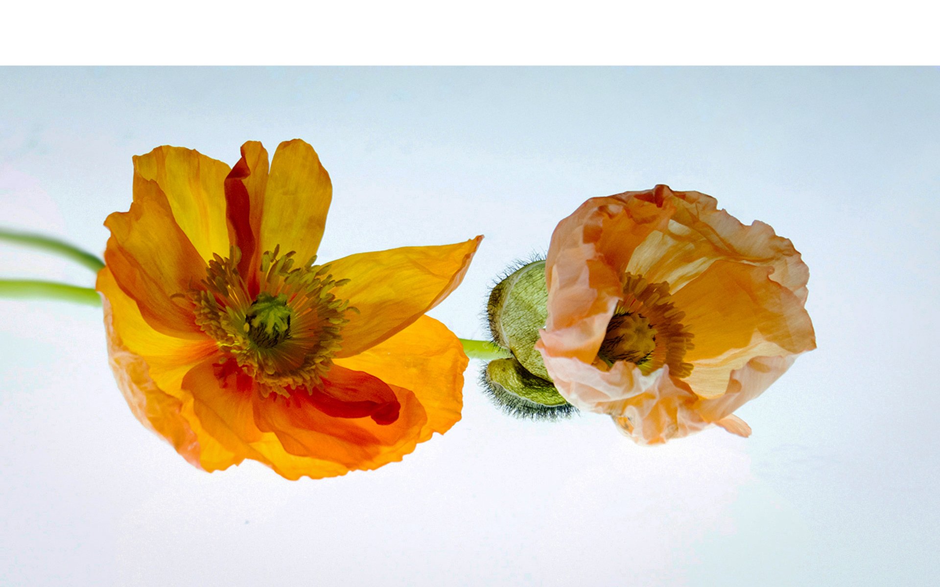 Highly Commended - 6---Anne-Nelson---Poppies.jpg